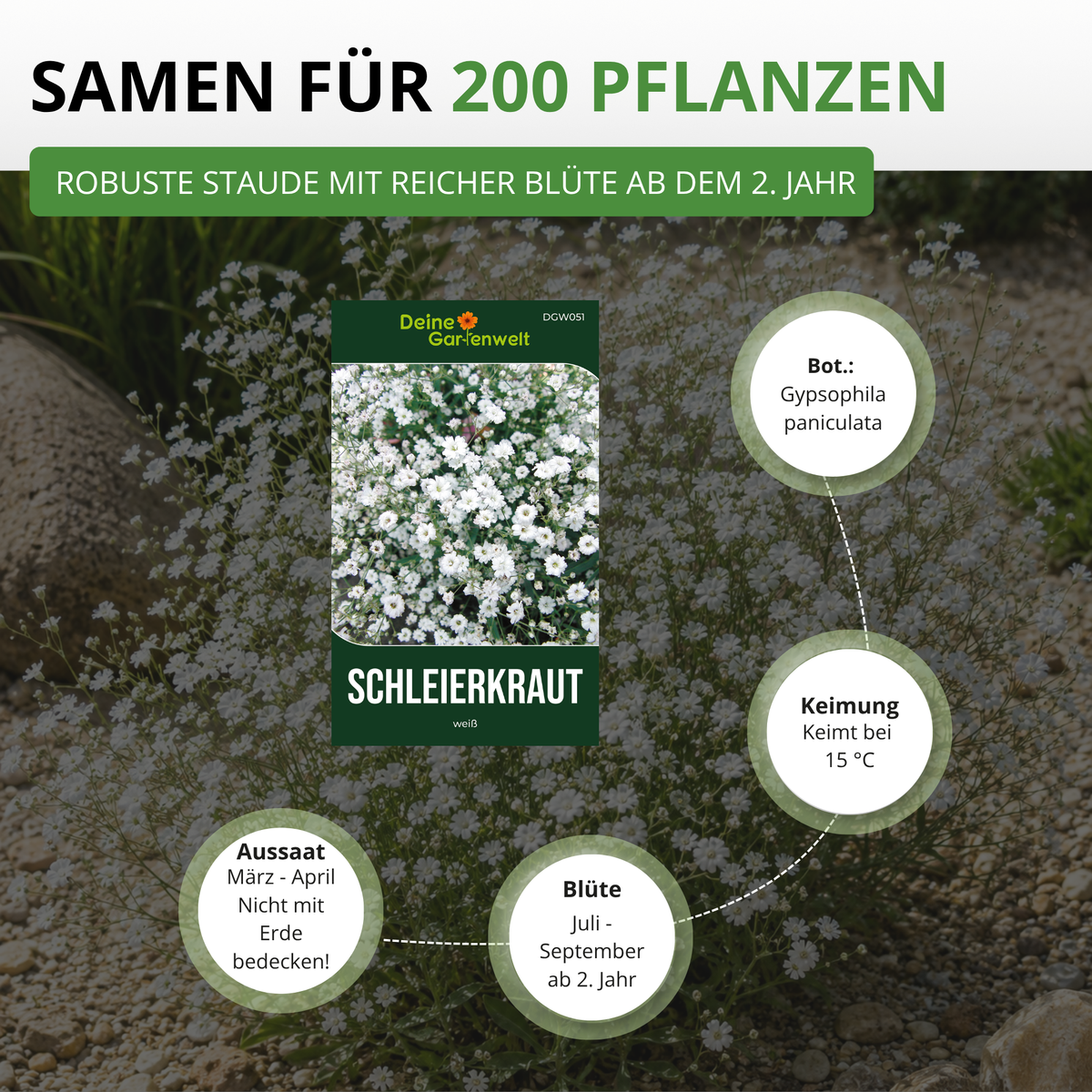 Stauden Schleierkraut weiß Saatgut