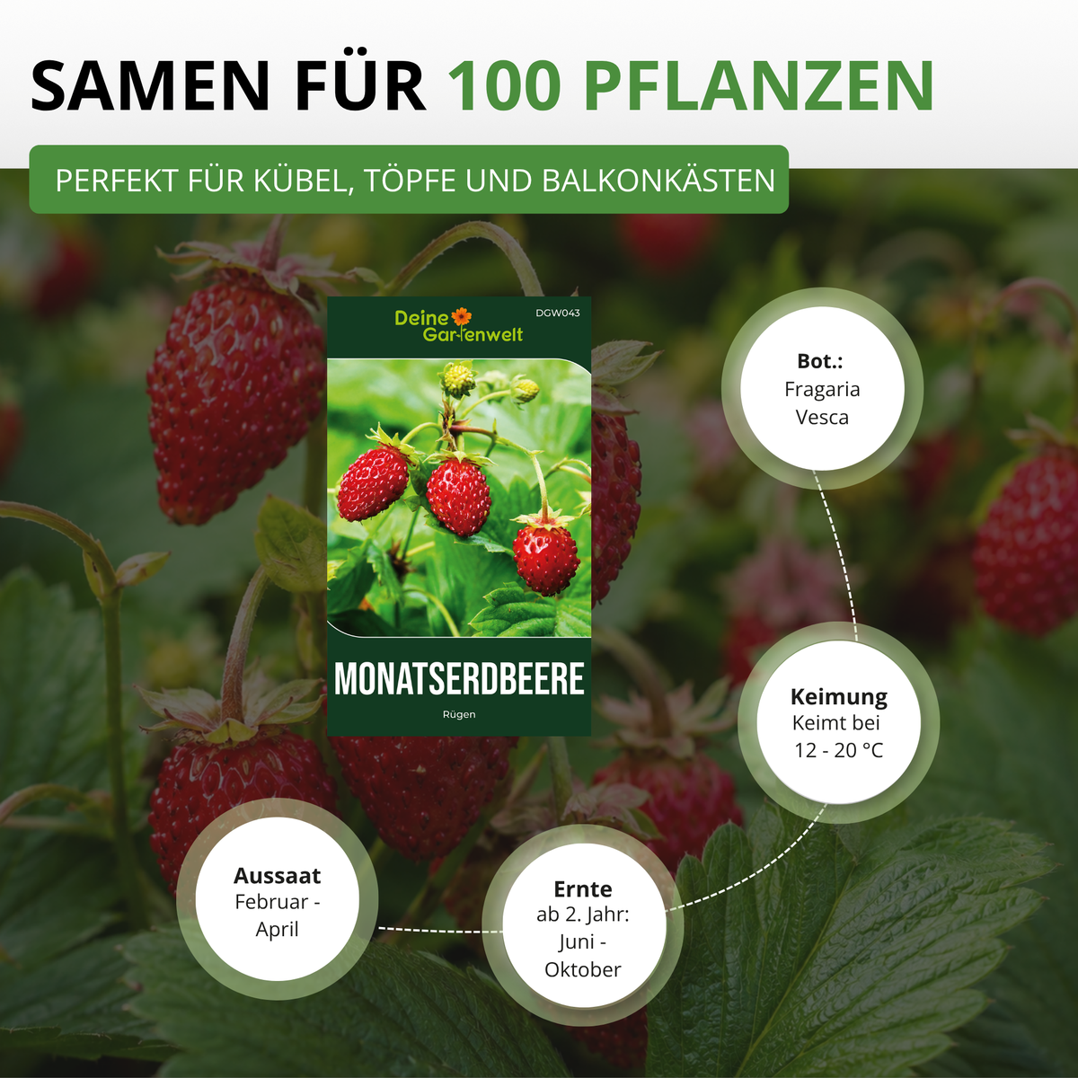 Monatserdbeeren Rügen Saatgut