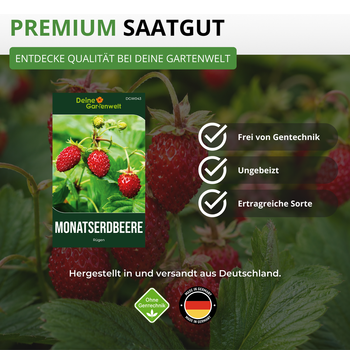 Monatserdbeeren Rügen Saatgut