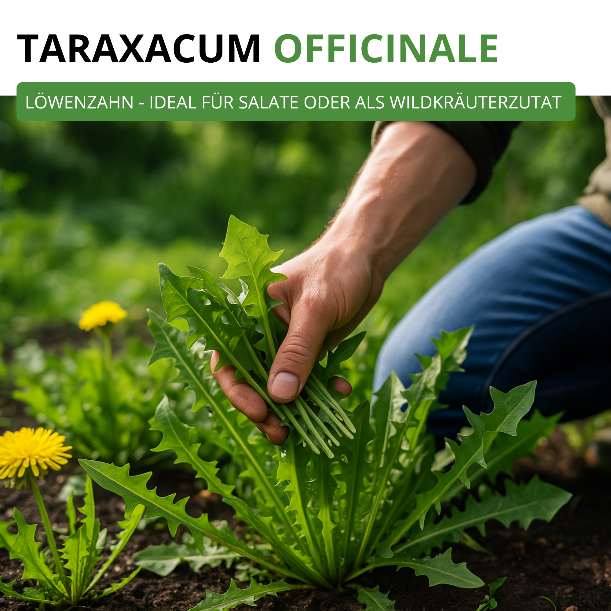Löwenzahn Kultivierter