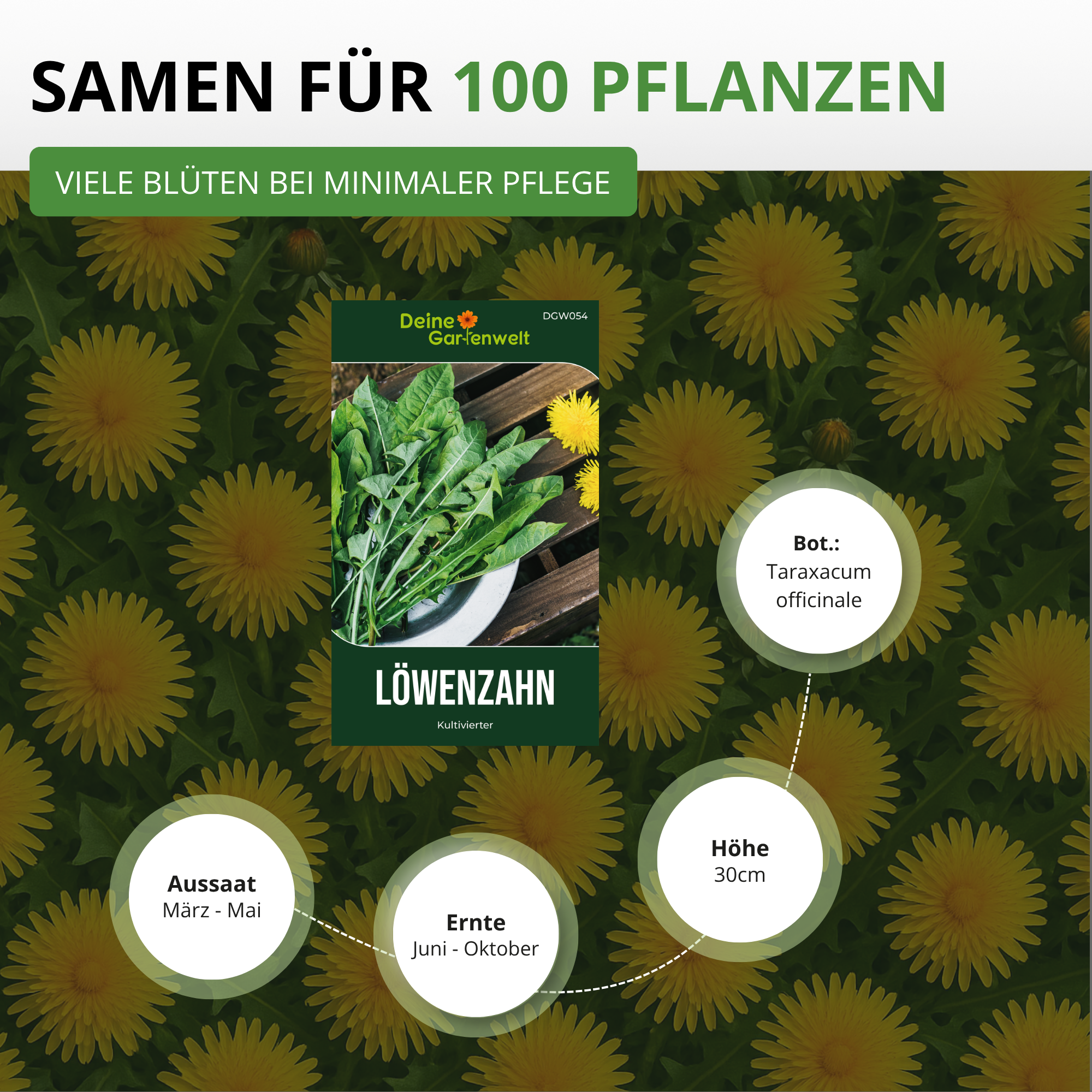 Löwenzahn Kultivierter