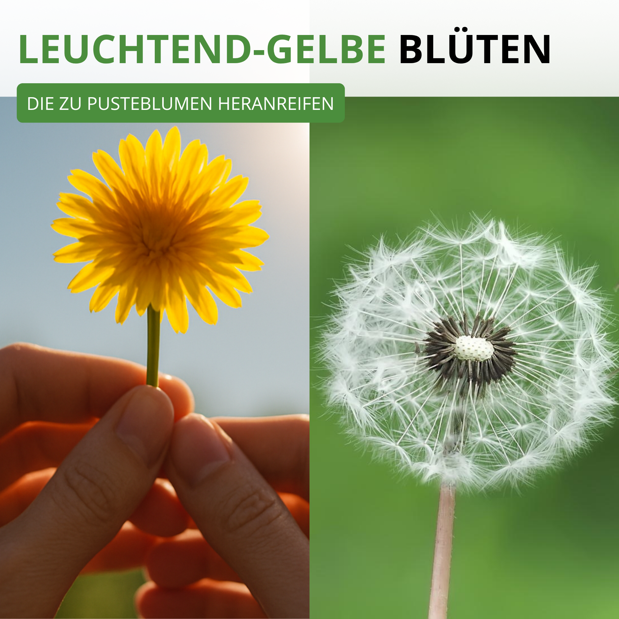 Löwenzahn Kultivierter