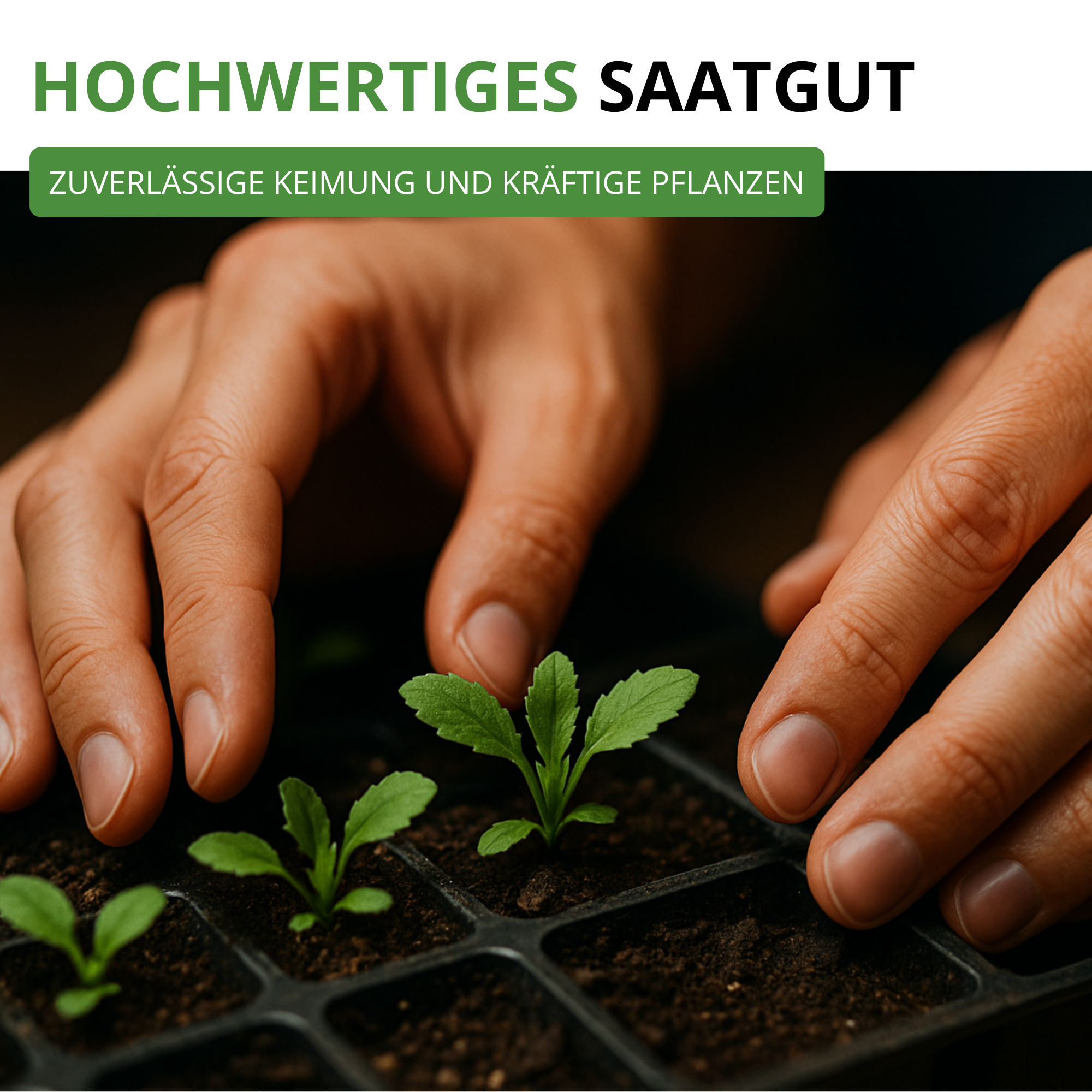 Löwenzahn Kultivierter