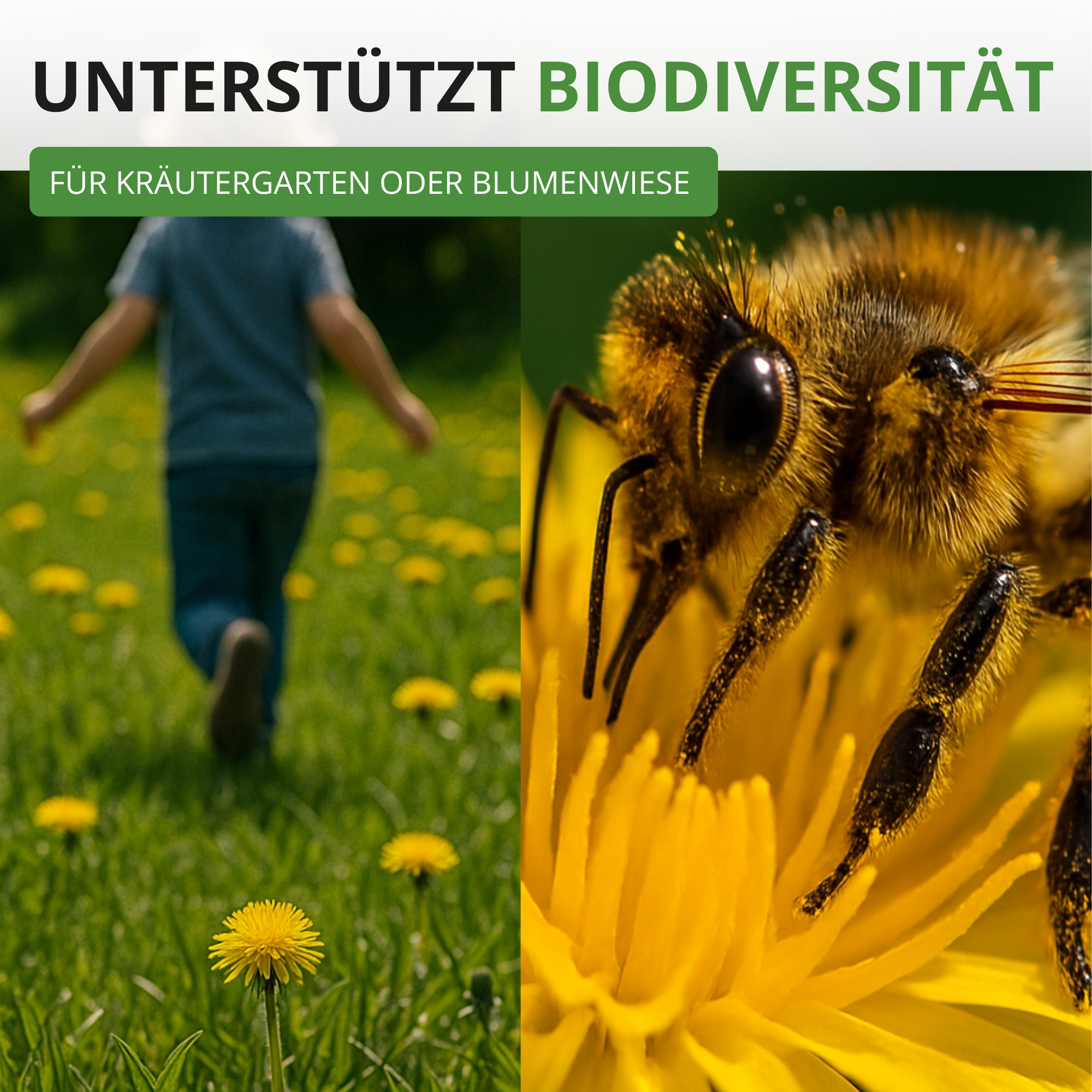 Löwenzahn Kultivierter