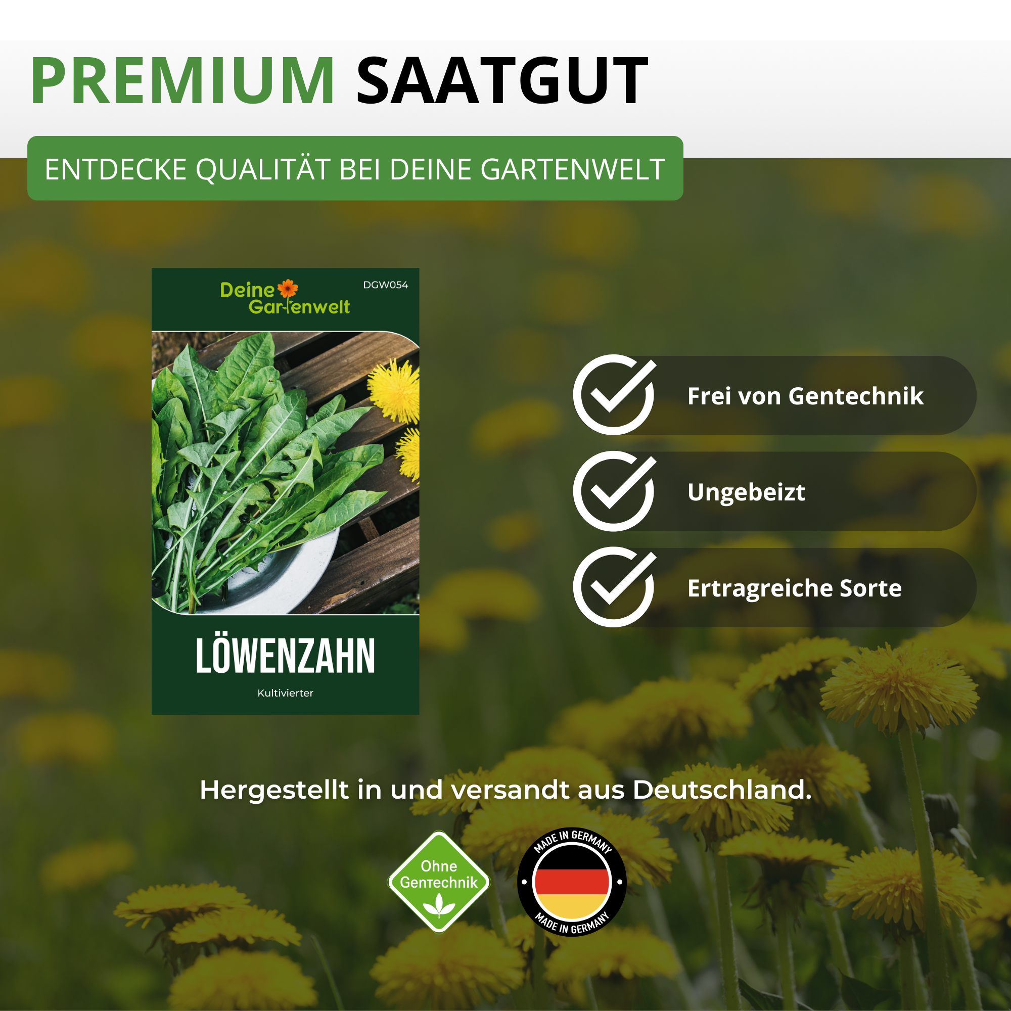 Löwenzahn Kultivierter