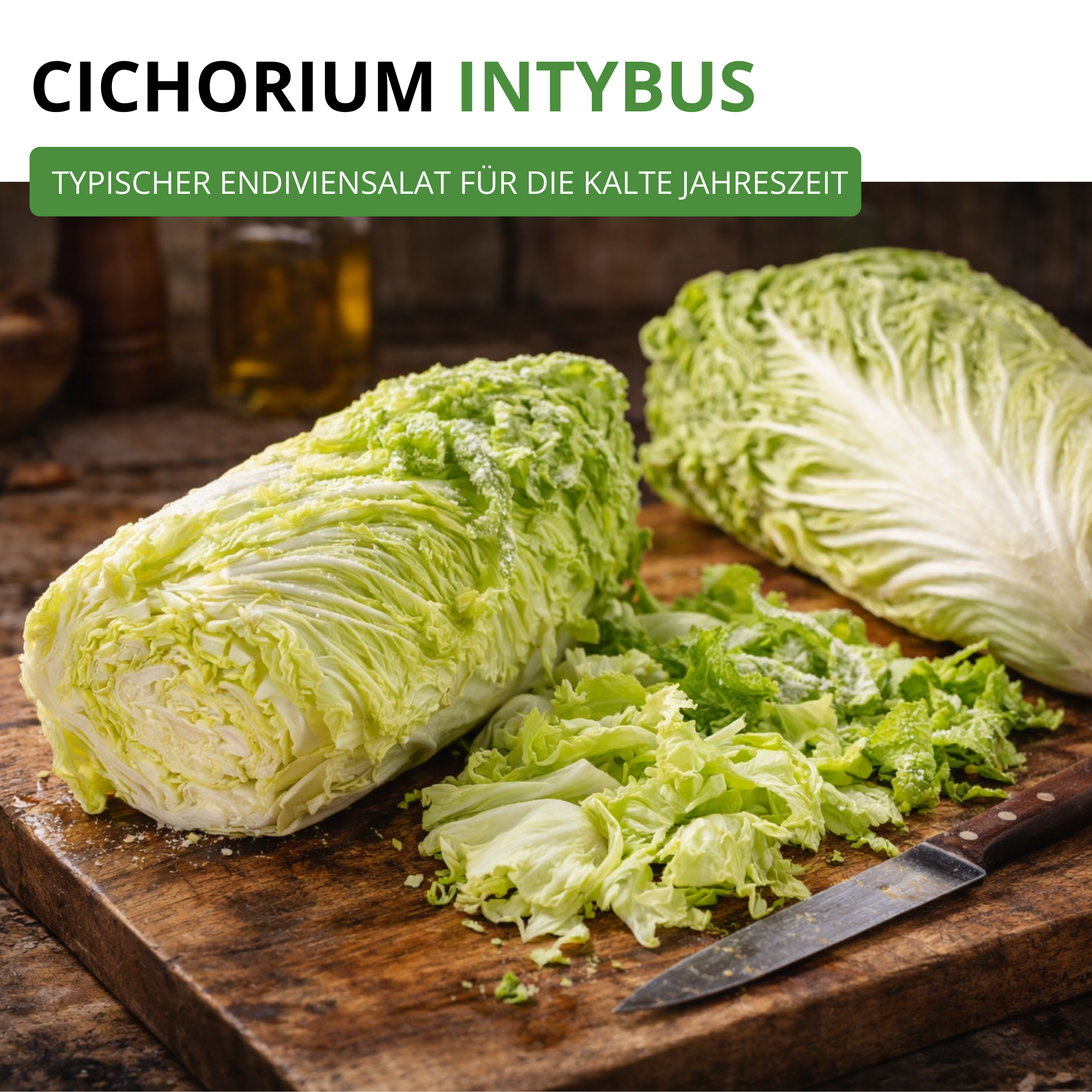 Zichoriensalat Zuckerhut