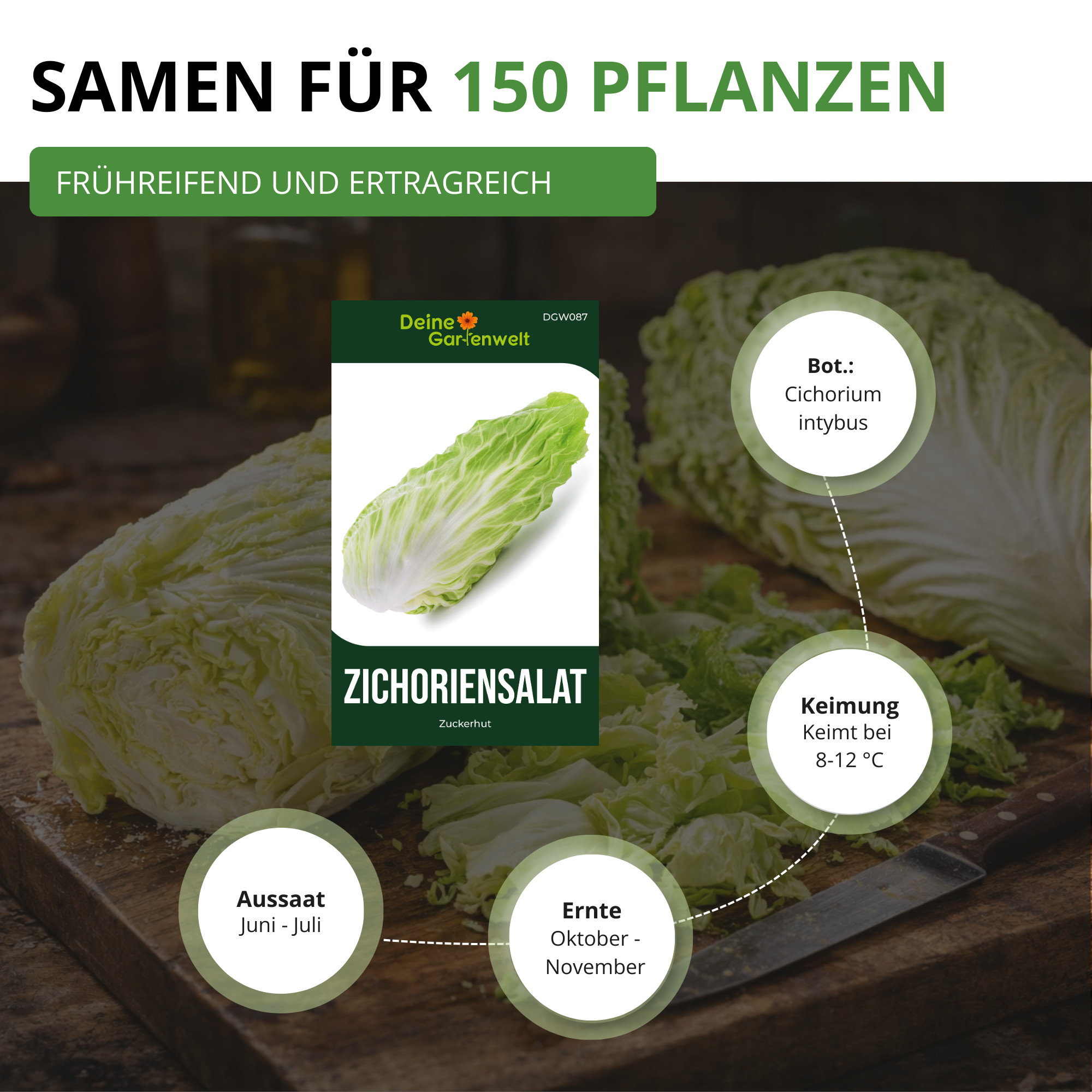 Zichoriensalat Zuckerhut