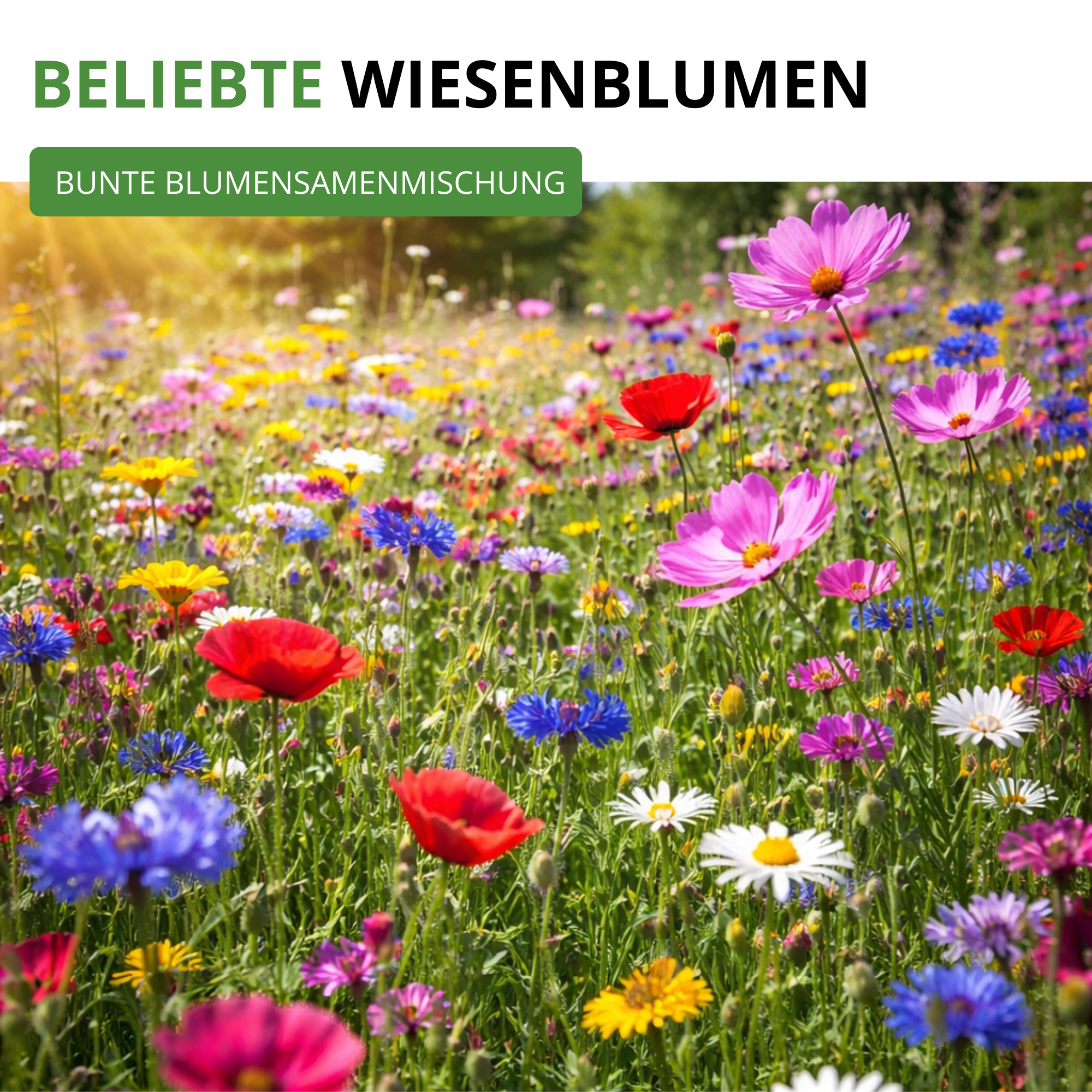 Wildblumenwiese Blumenmischung 100 g