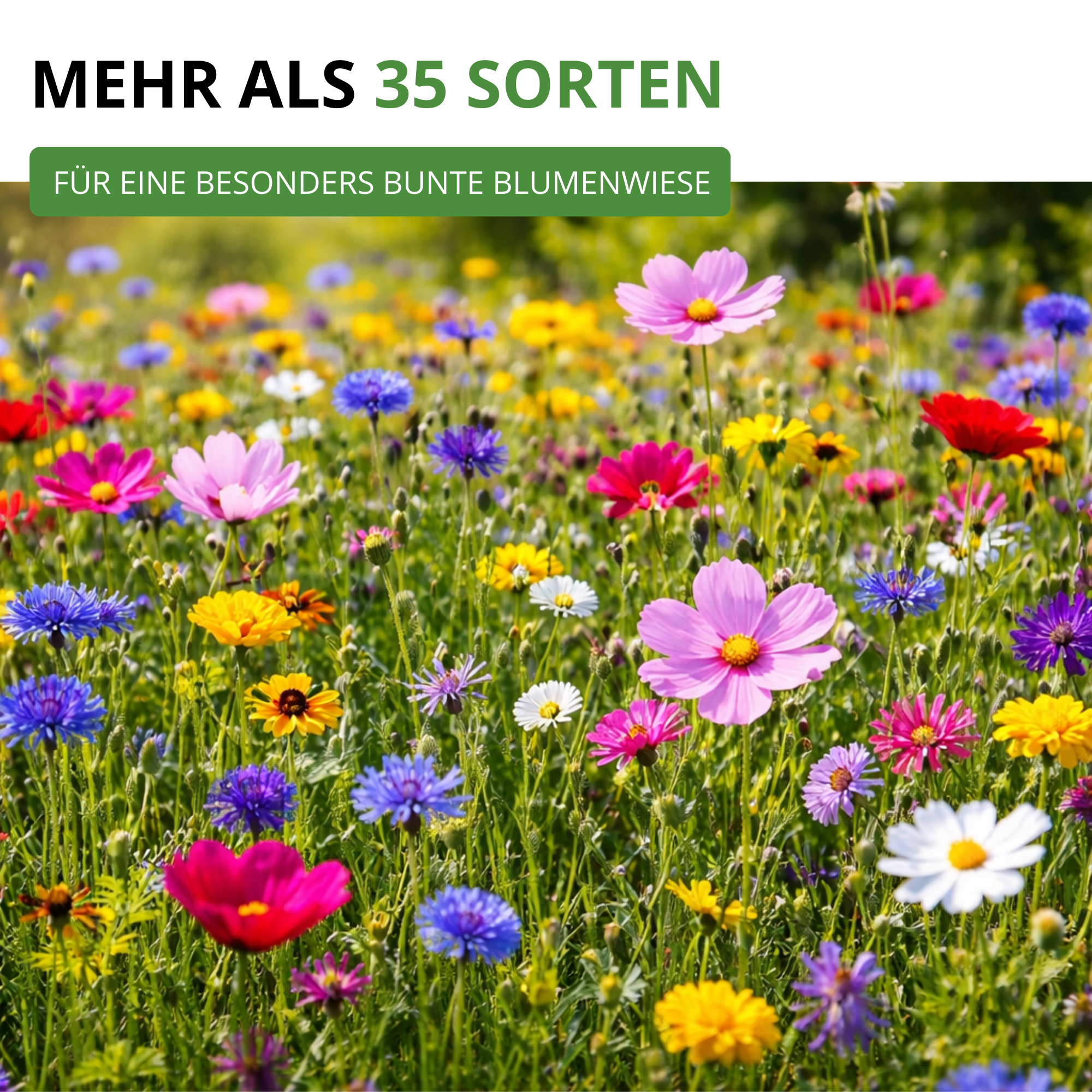 Sommerblumenwiese Blumenmischung 100 g