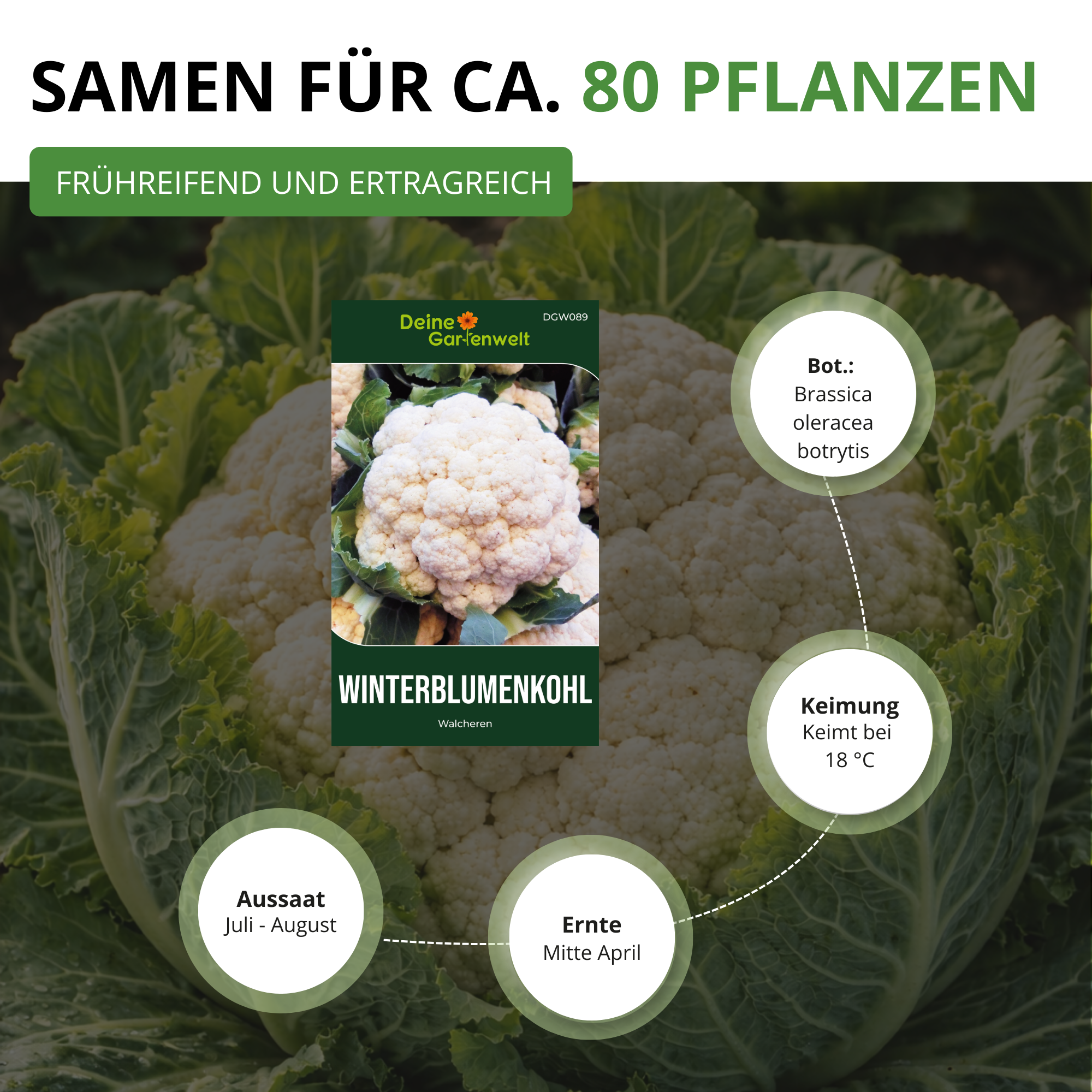 Winterblumenkohl Walcheren