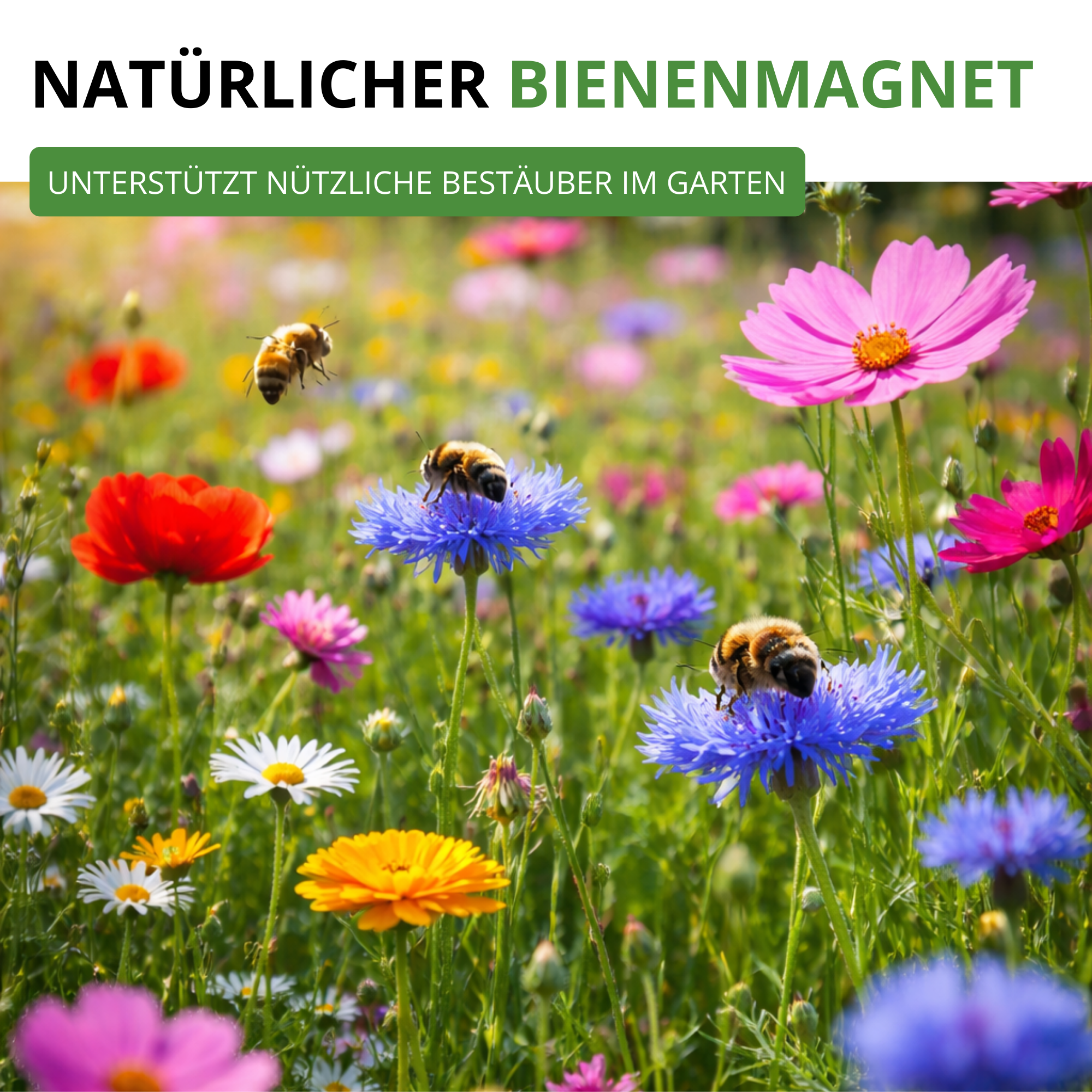 Bienenweide Blumenmischung 100 g