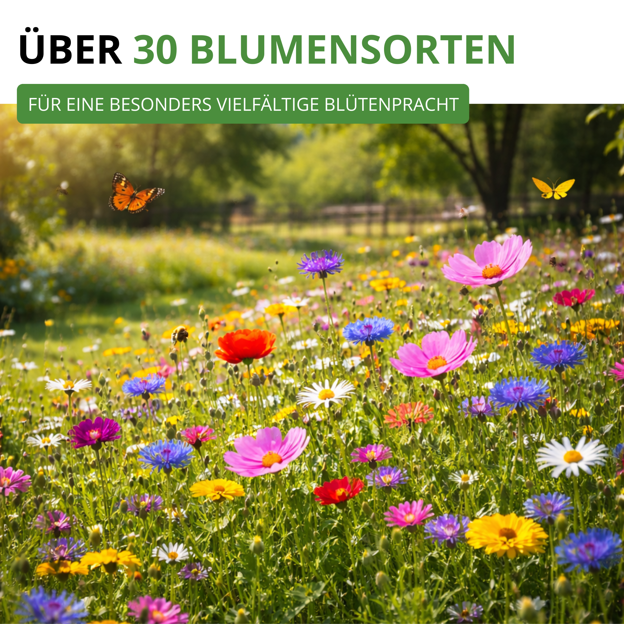 Bienenweide Blumenmischung 100 g