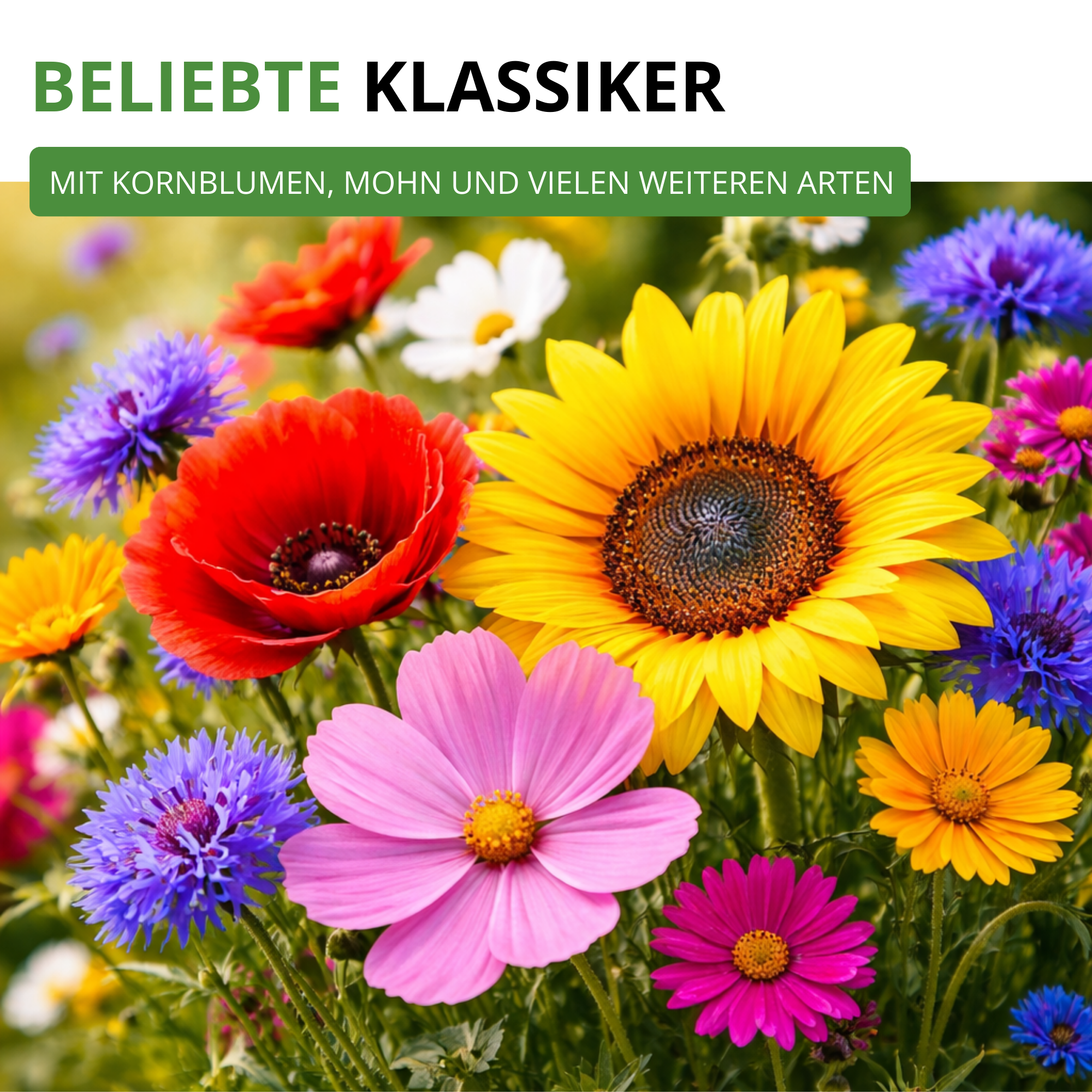 Sommerblumenwiese Blumenmischung 100 g