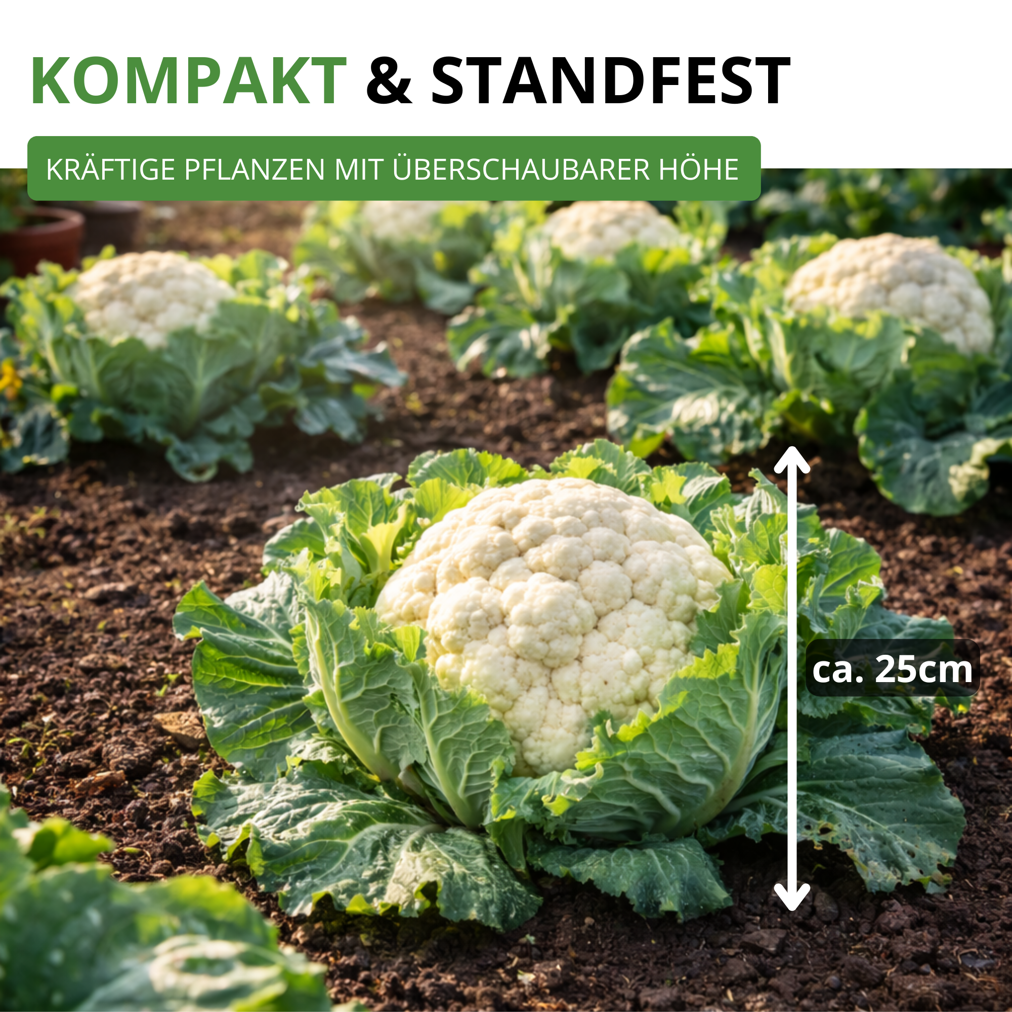 Winterblumenkohl Walcheren