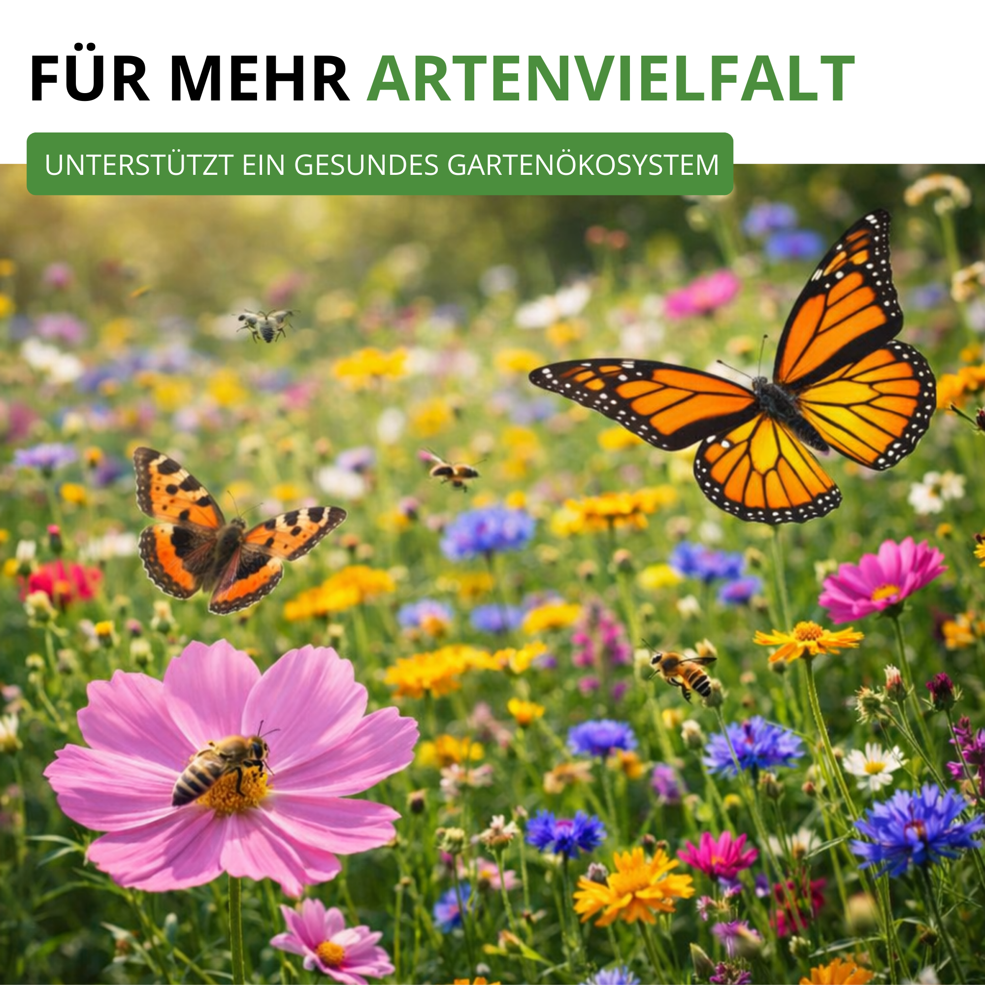 Sommerblumenwiese Blumenmischung 100 g