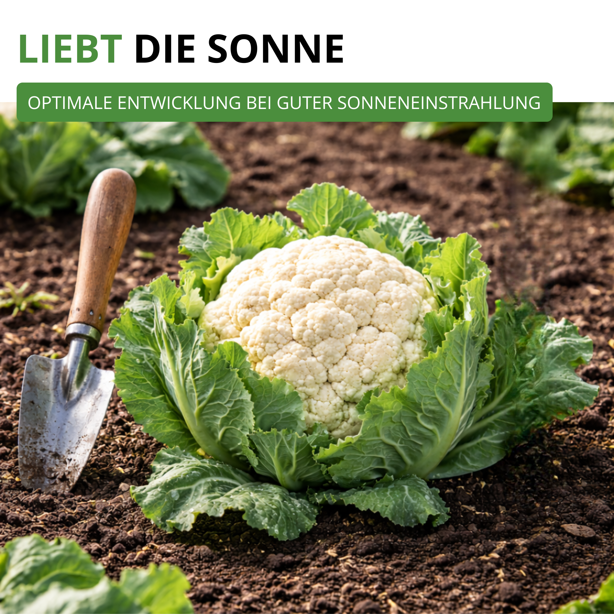 Winterblumenkohl Walcheren