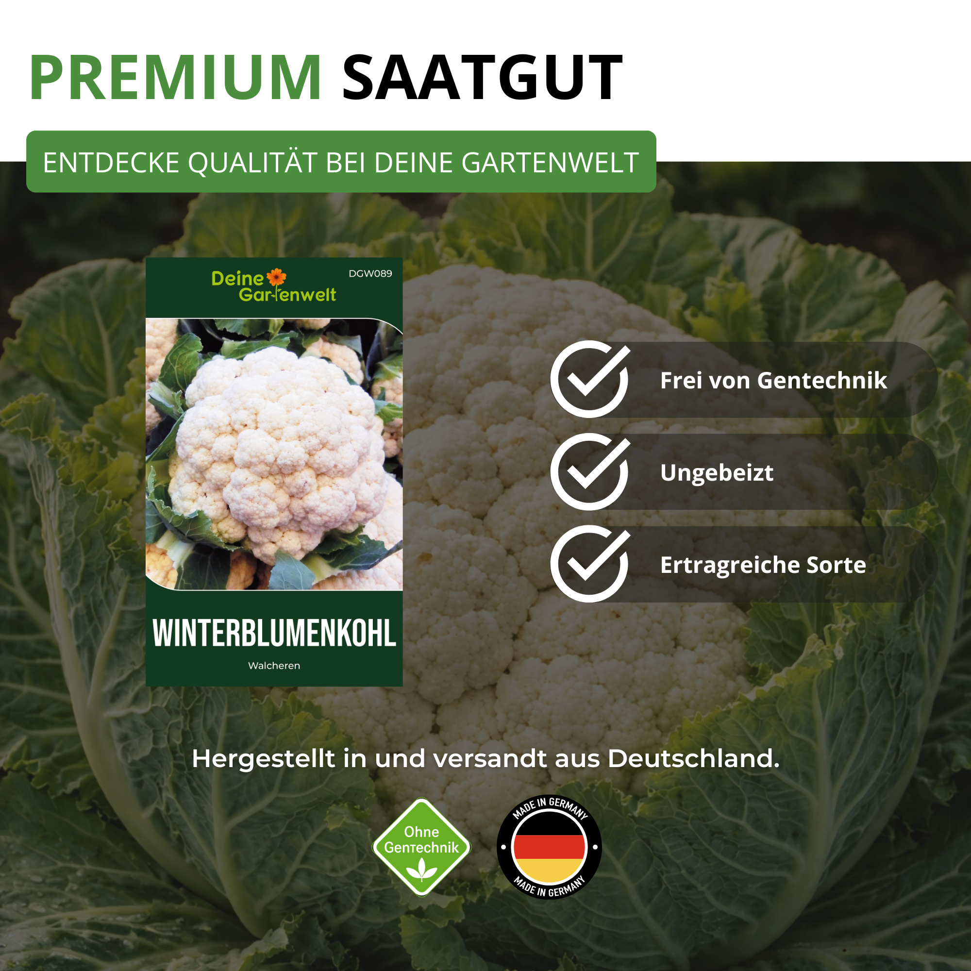 Winterblumenkohl Walcheren