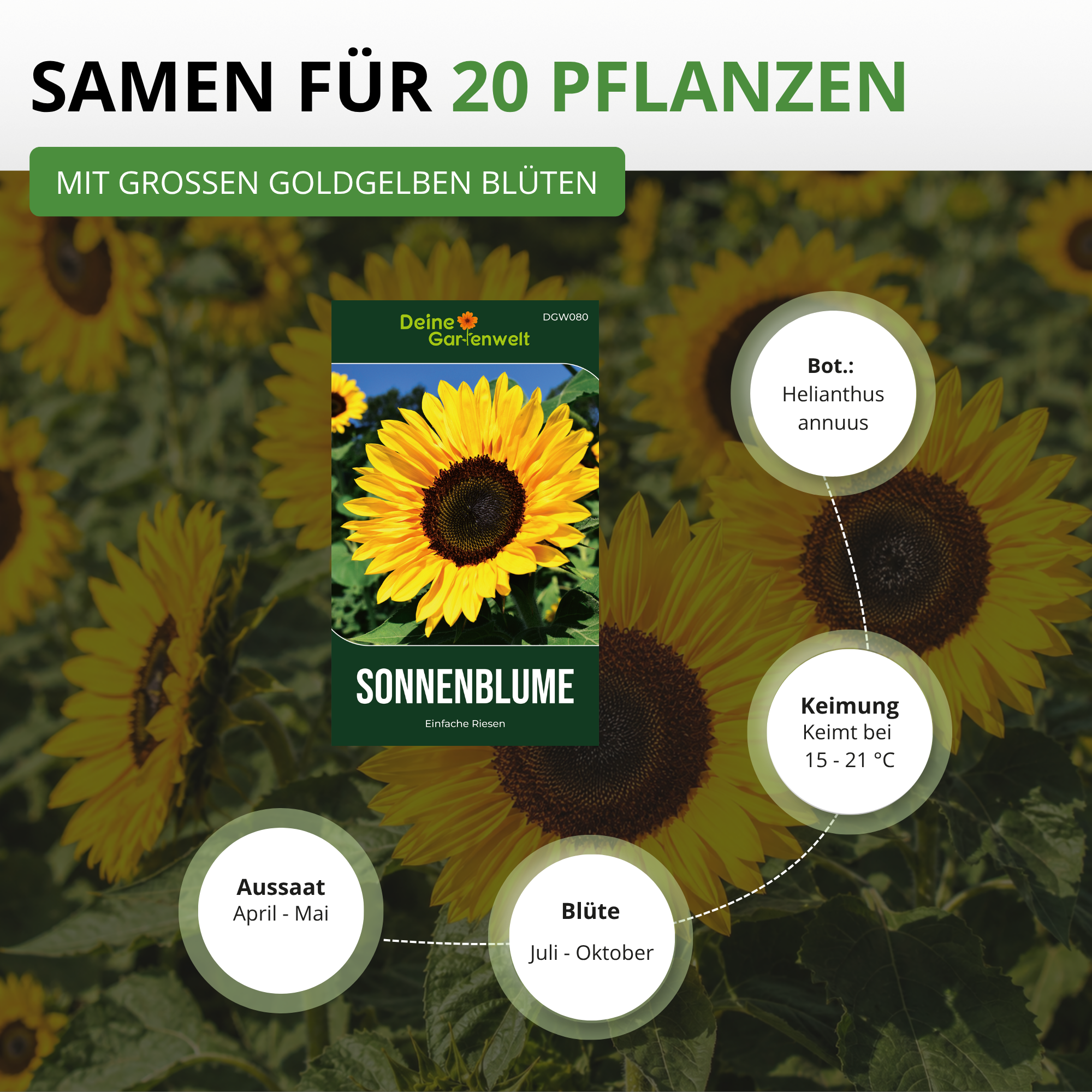 Sonnenblume Einfache Riesen Saatgut