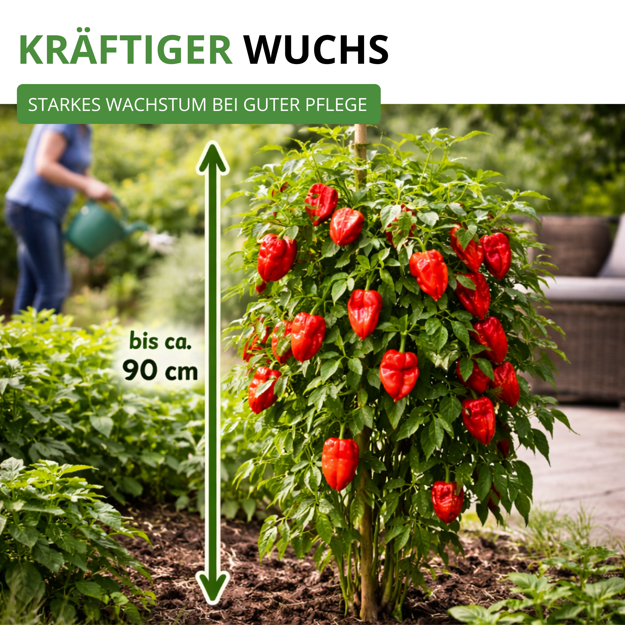 Chili Trinidad Moruga Scorpion