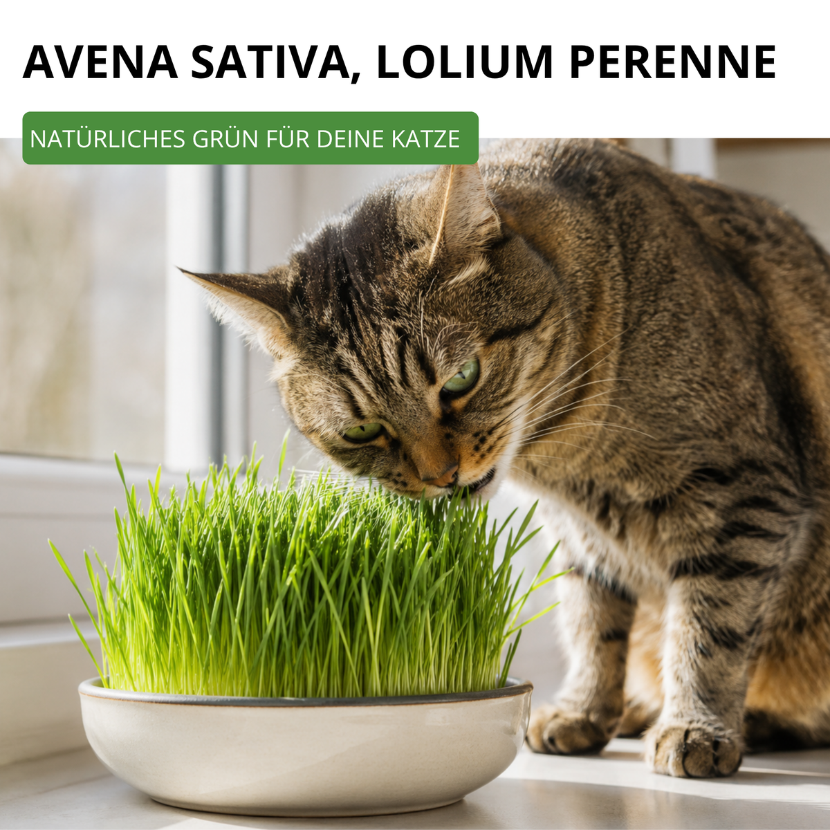 Katzengras Mischung Saatgut