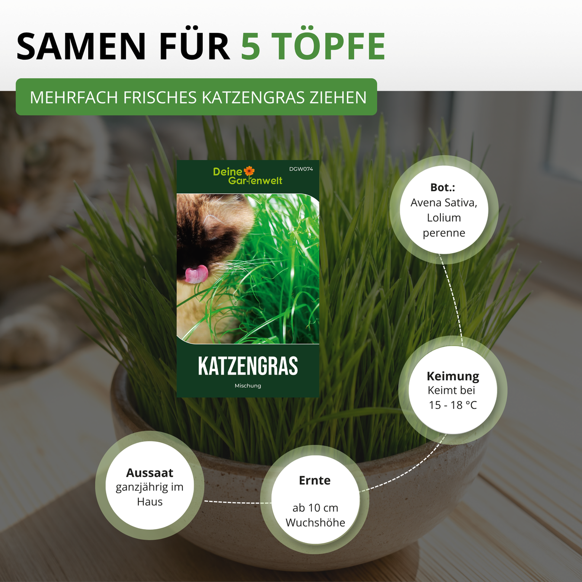 Katzengras Mischung Saatgut