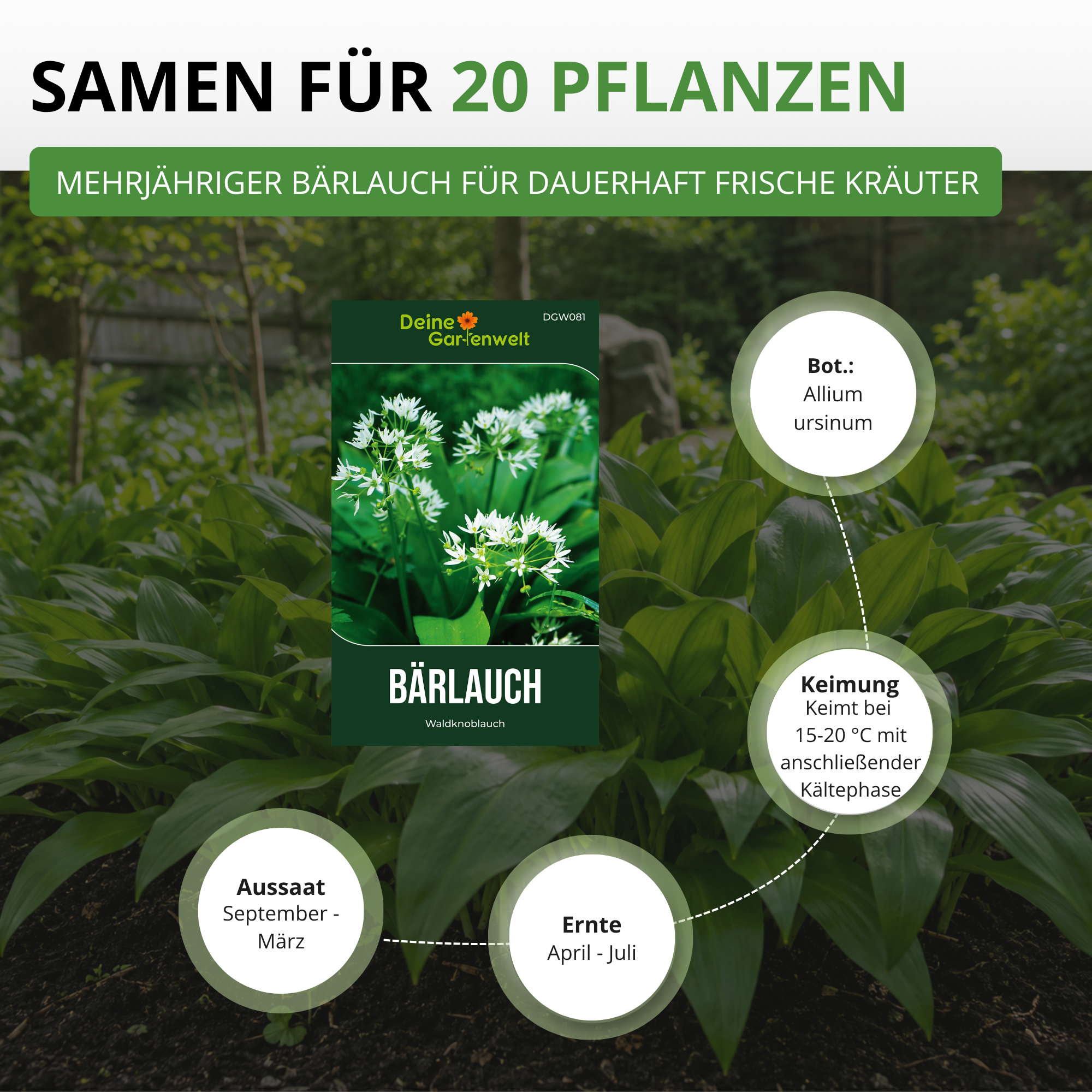 Bärlauch Saatgut