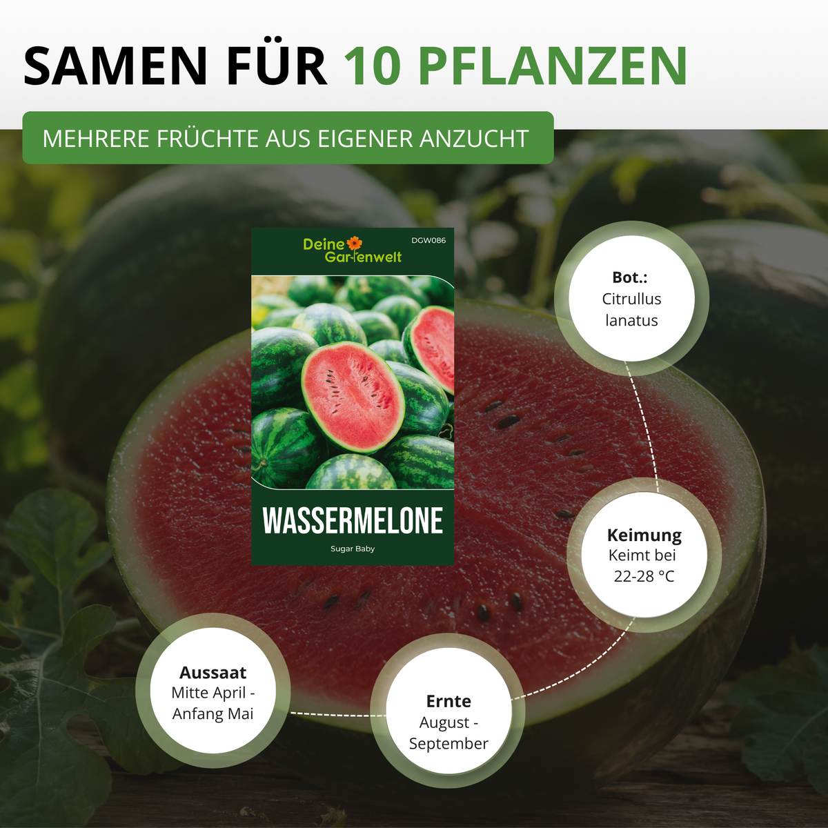 Wassermelone Sugar Baby Saatgut