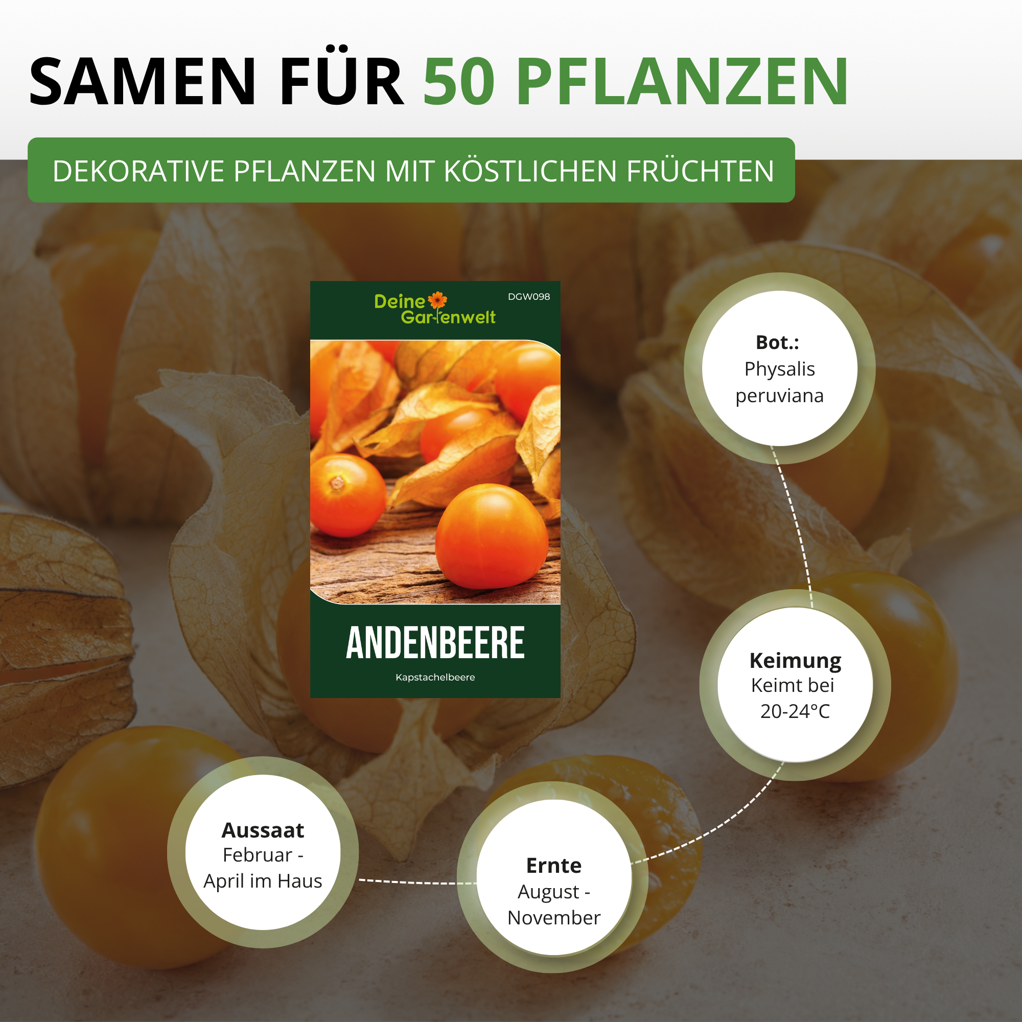 Physalis Andenbeere Kapstachelbeere Saatgut