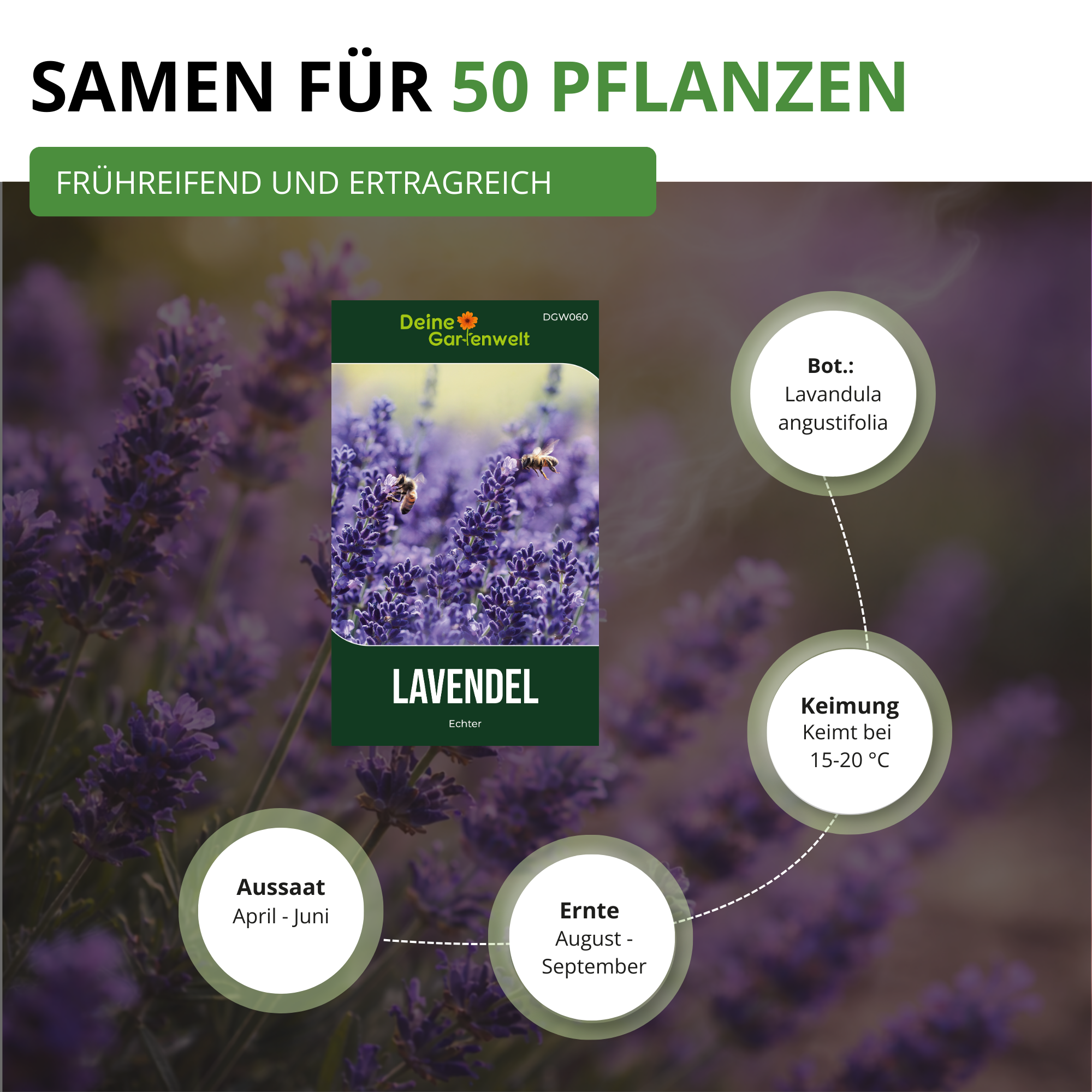 Lavendel Echter