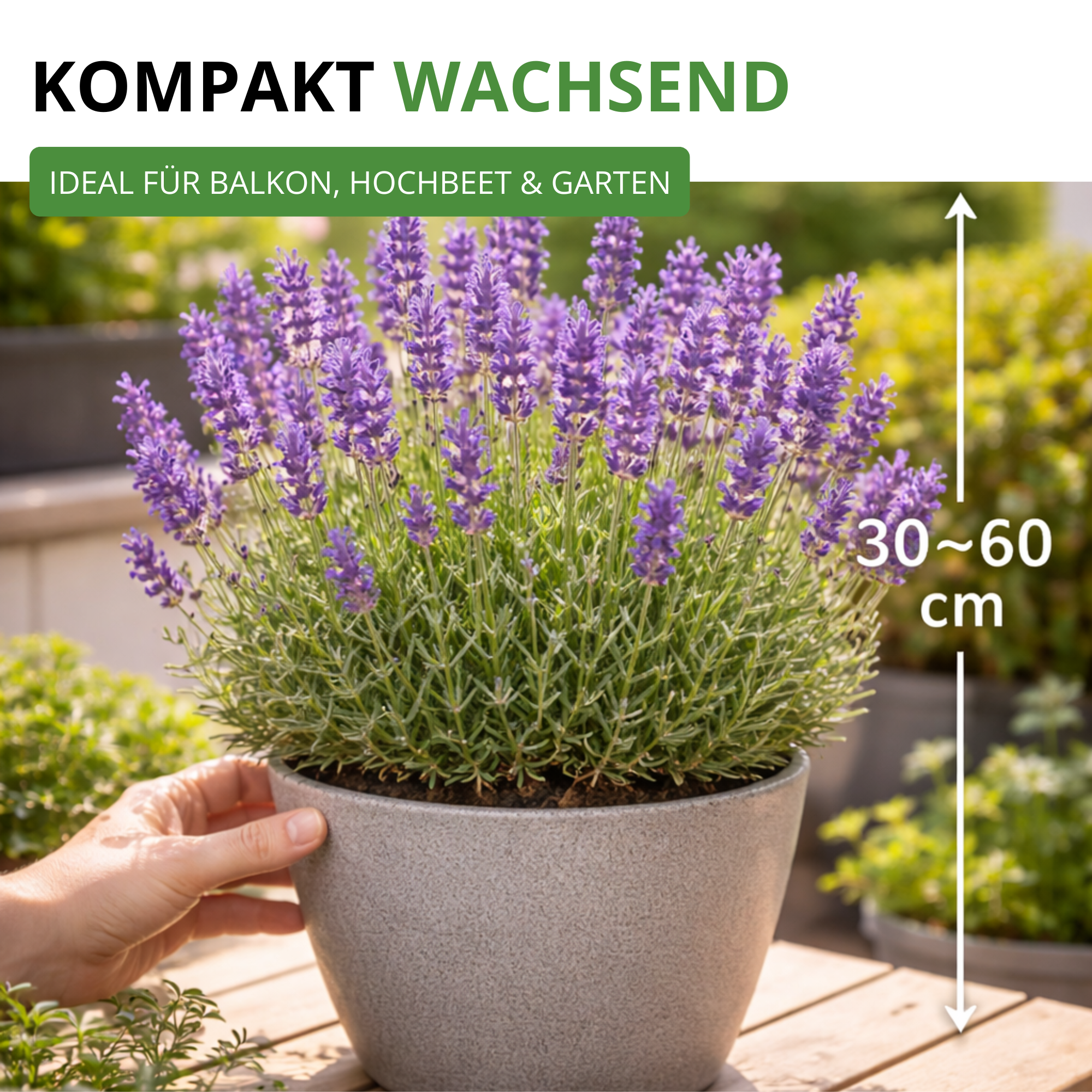 Lavendel Echter