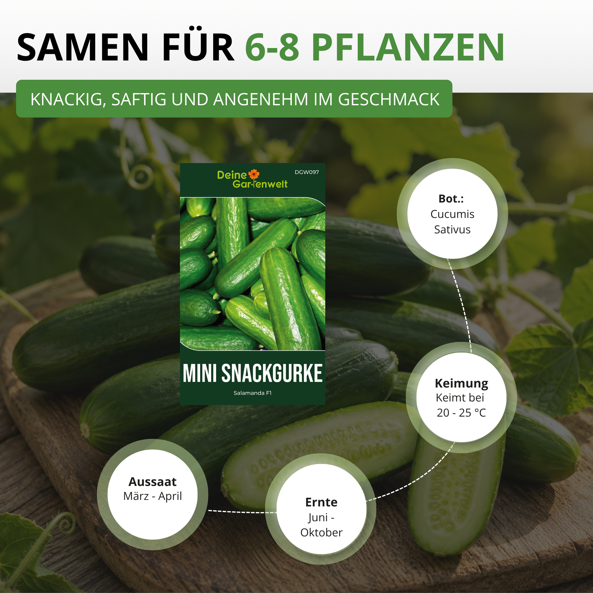 Mini Snackgurke Salamanda F1 Saatgut