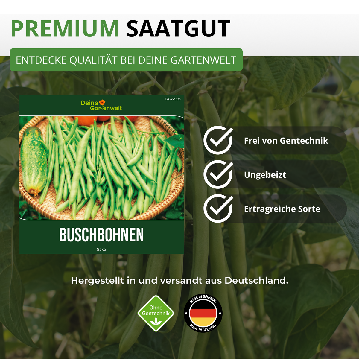Buschbohne Saxa Saatgut