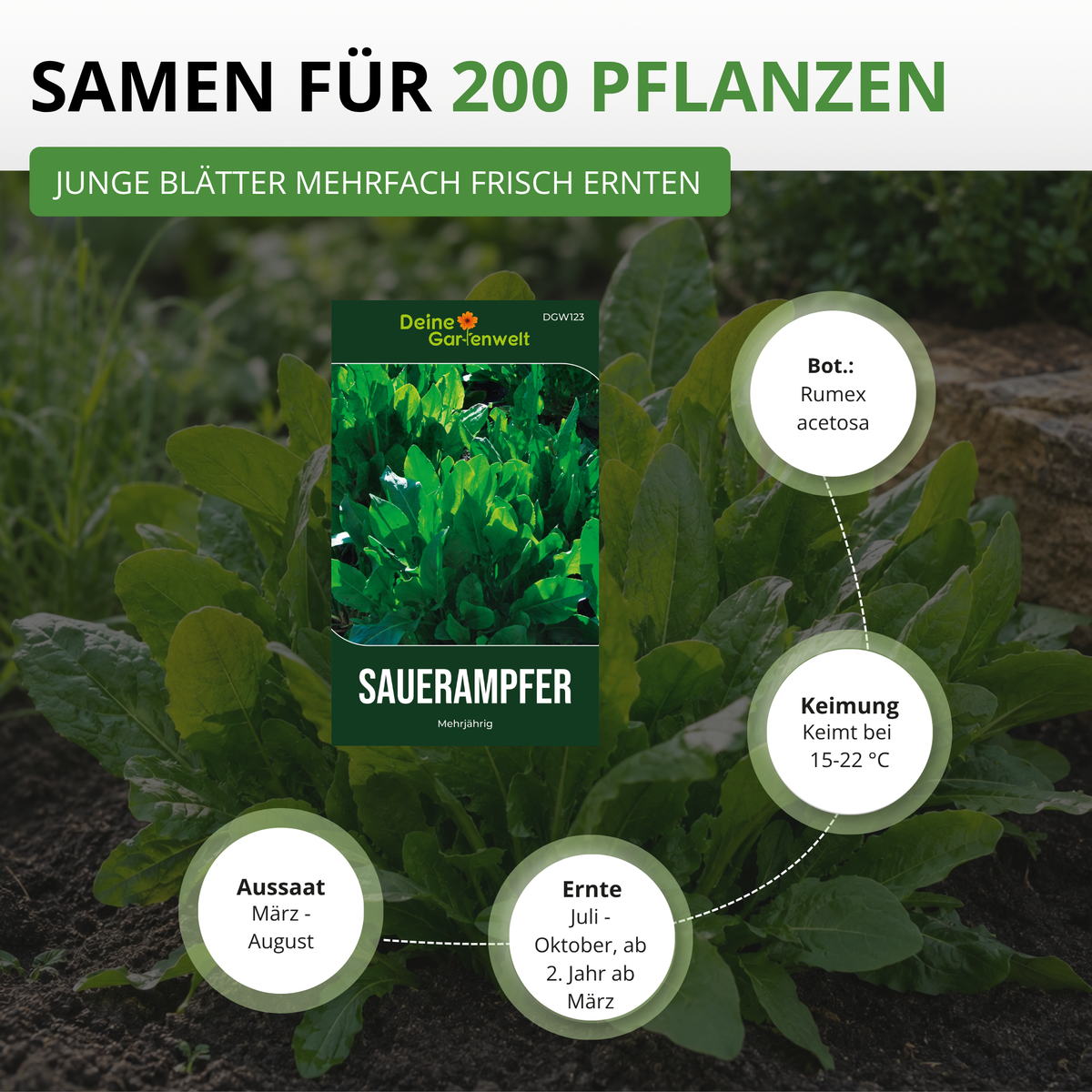 Sauerampfer De Belleville Saatgut