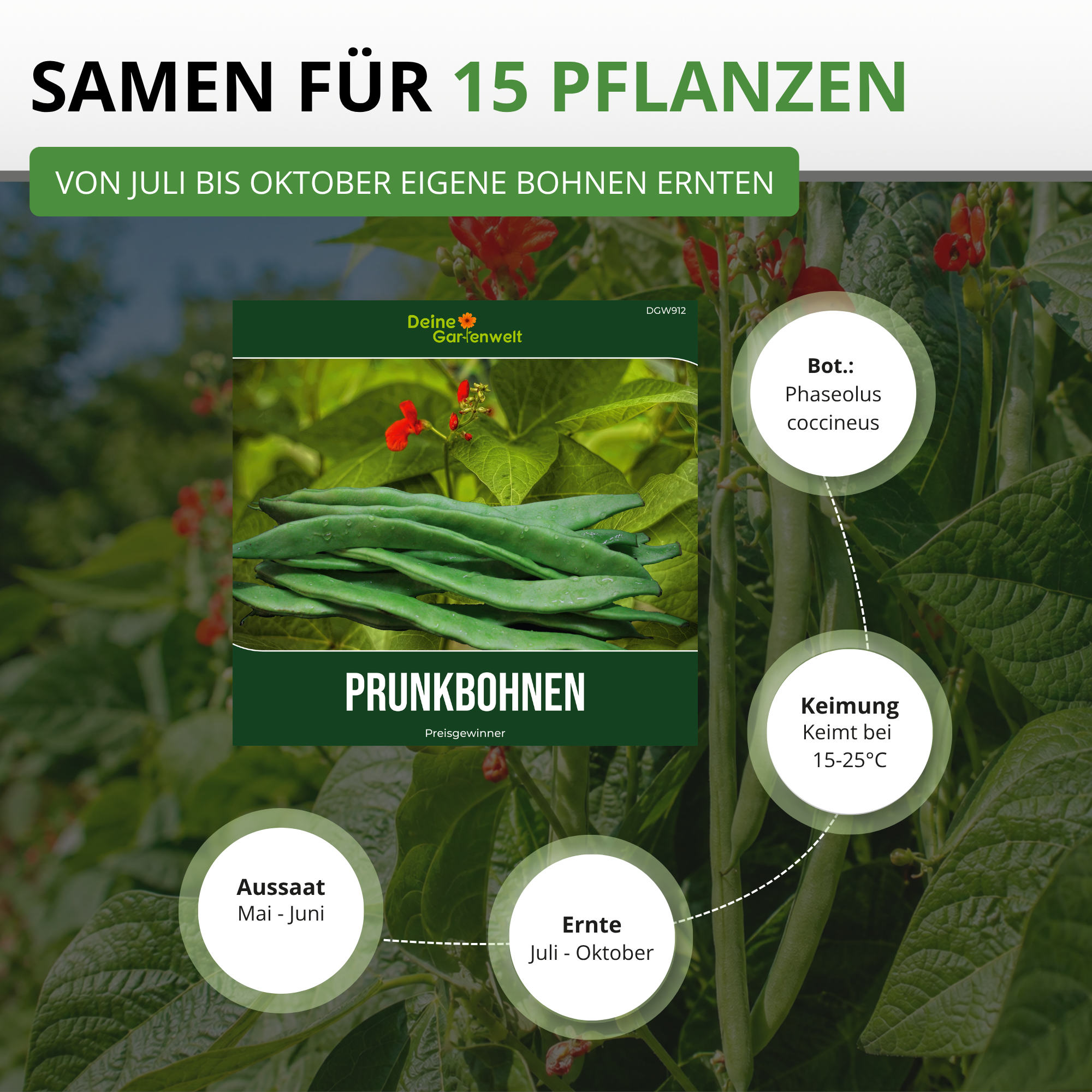 Prunkbohne Feuerbohne Preisgewinner Saatgut