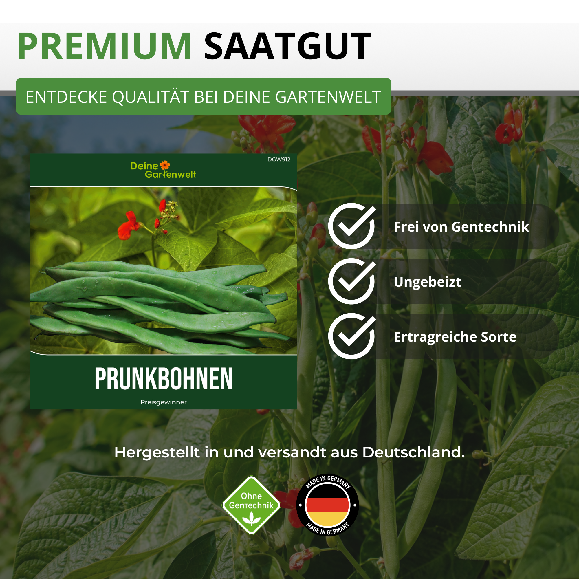 Prunkbohne Feuerbohne Preisgewinner Saatgut