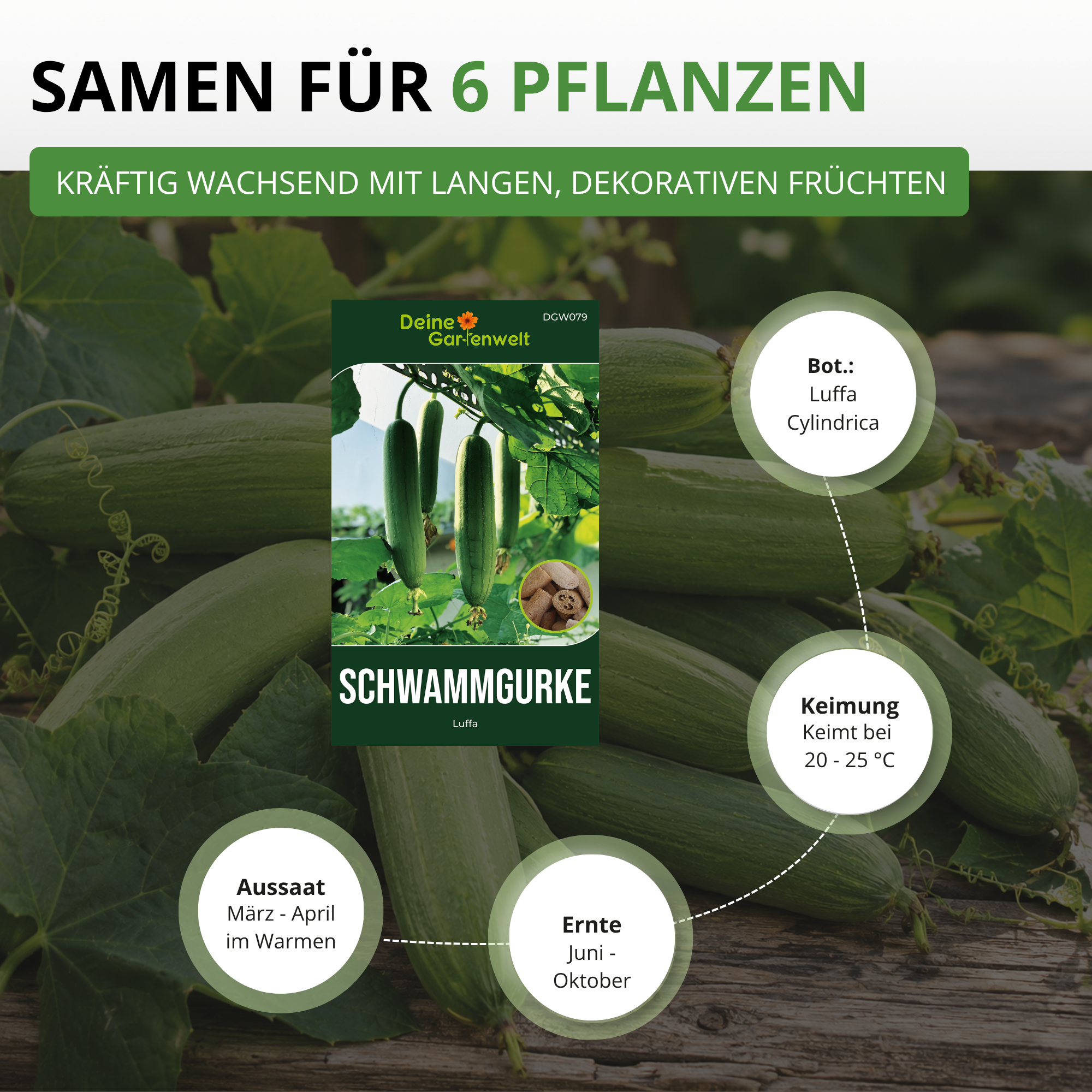 Schwammgurke Luffa Saatgut