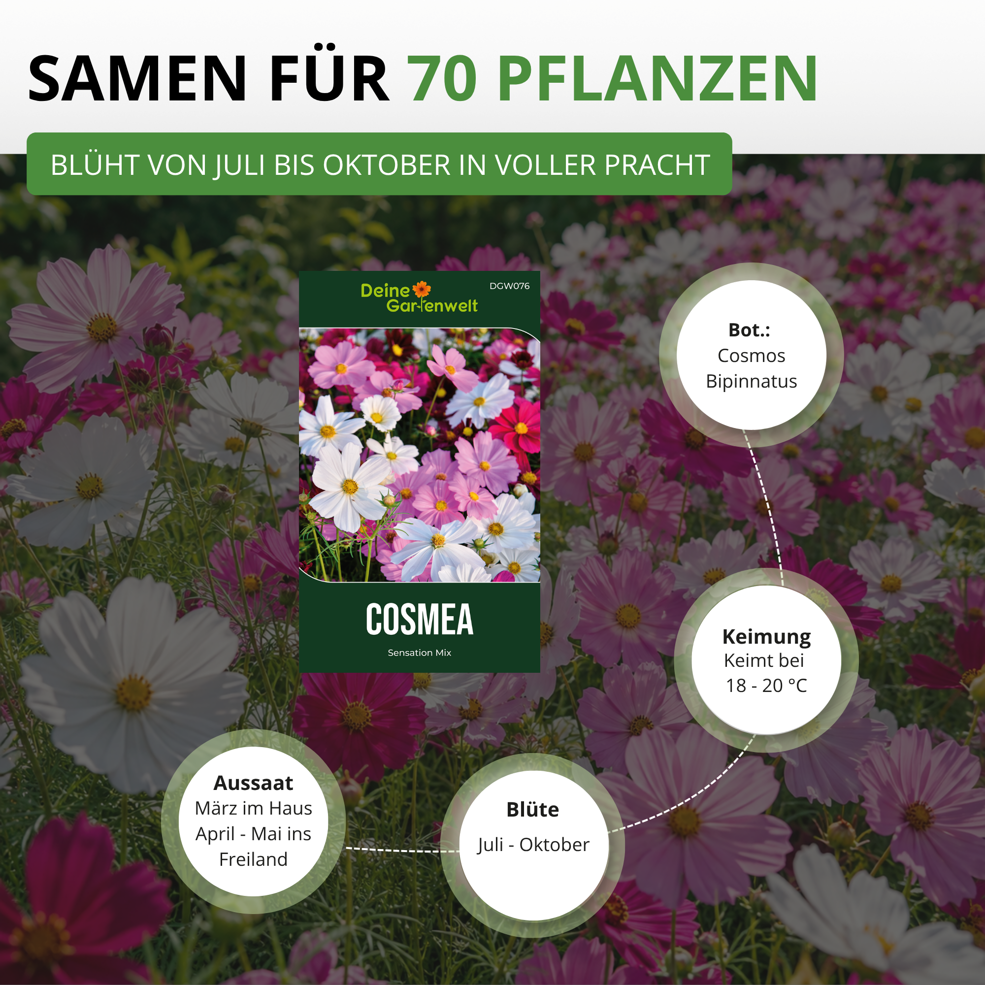 Cosmea Schmuckkörbchen Sensation Mix Saatgut