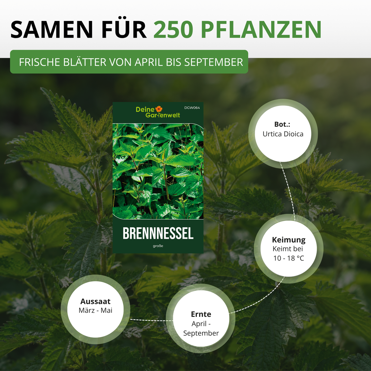Brennnessel große Saatgut