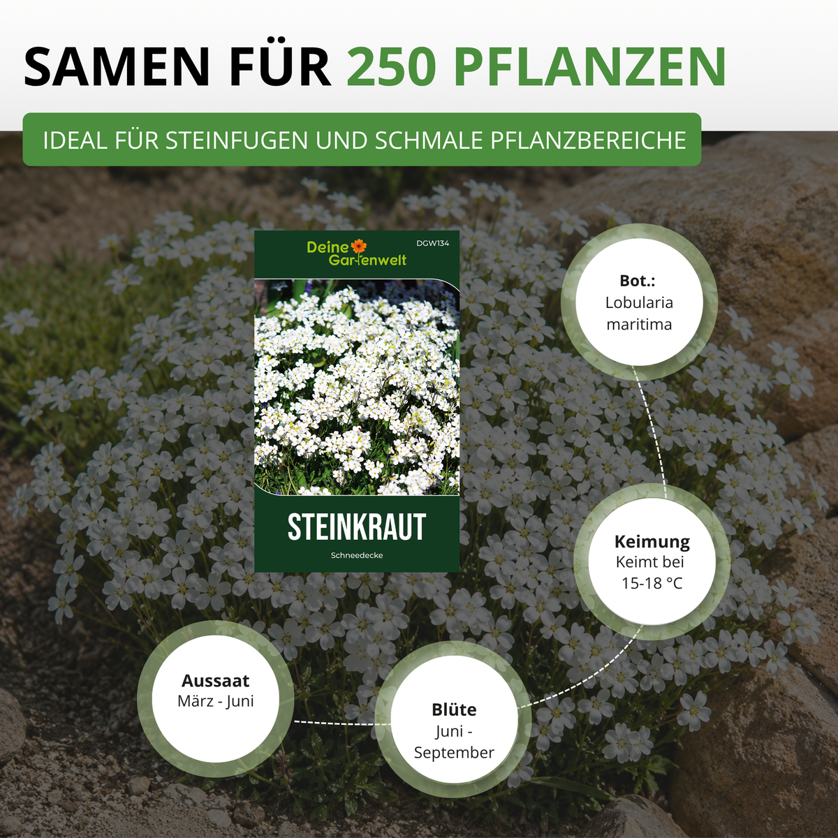 Steinkraut Schneedecke Saatgut