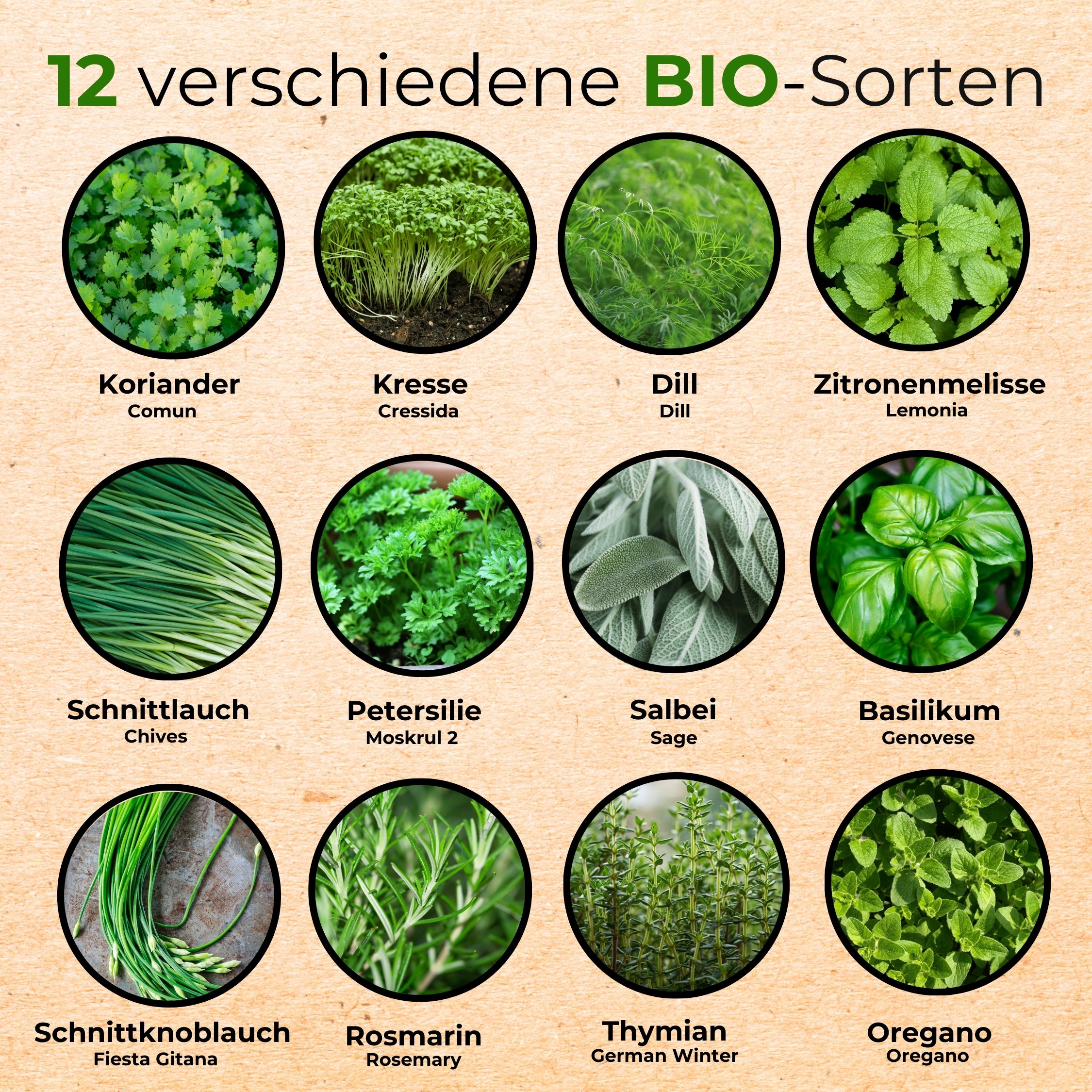 BIO Kräutersamen-Set mit 12 Sorten