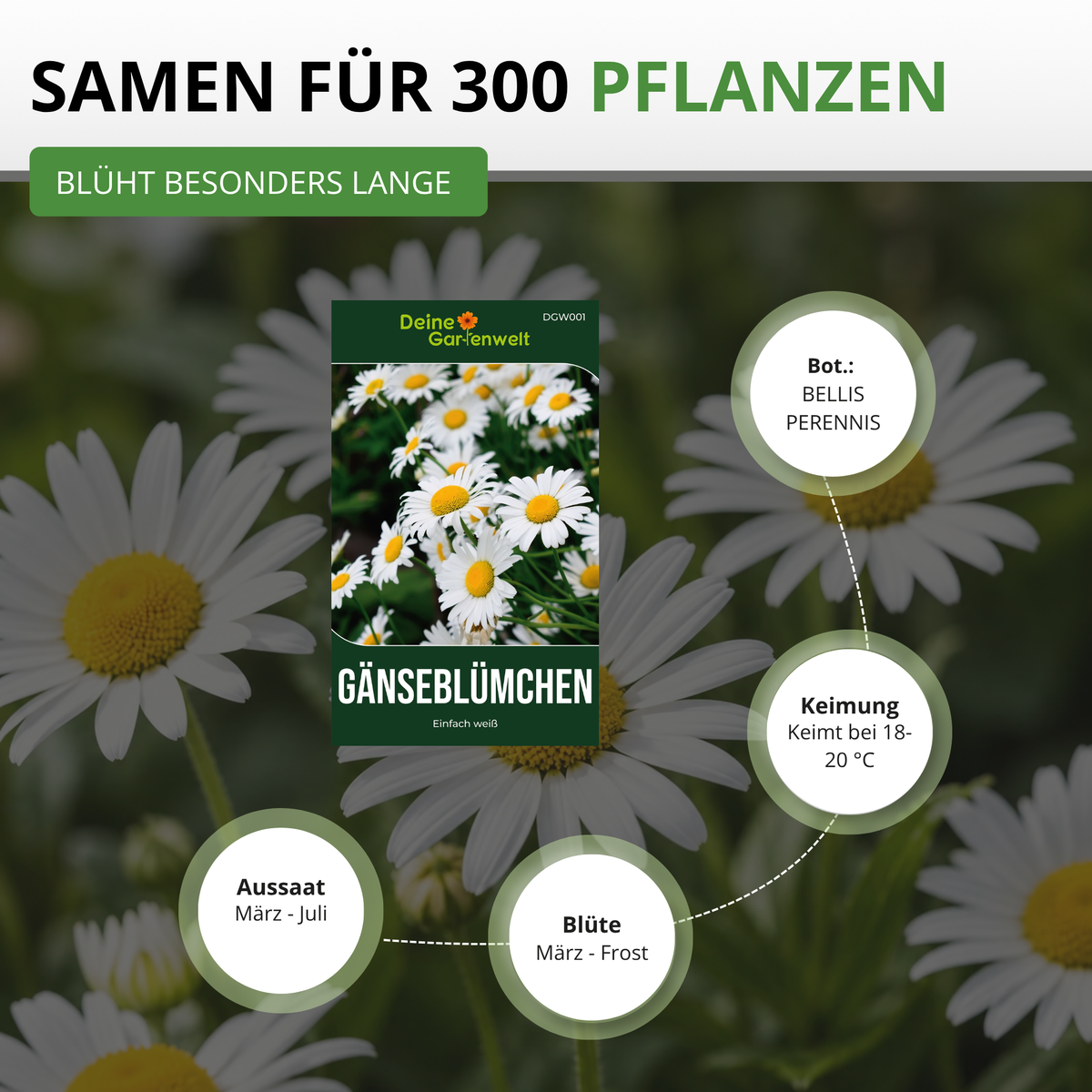 Gänseblümchen Einfach weiß Saatgut