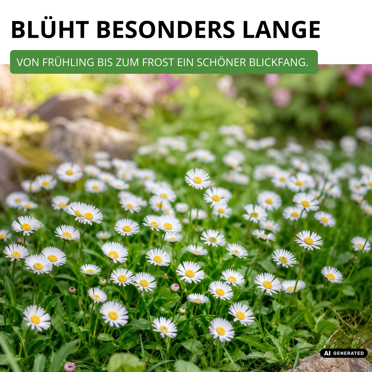 Gänseblümchen Einfach weiß Saatgut