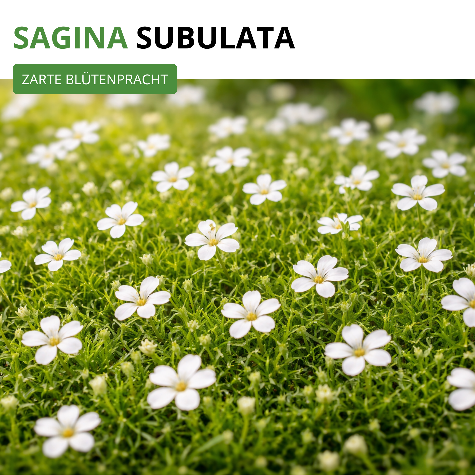 Mastkraut - Plattenmoos