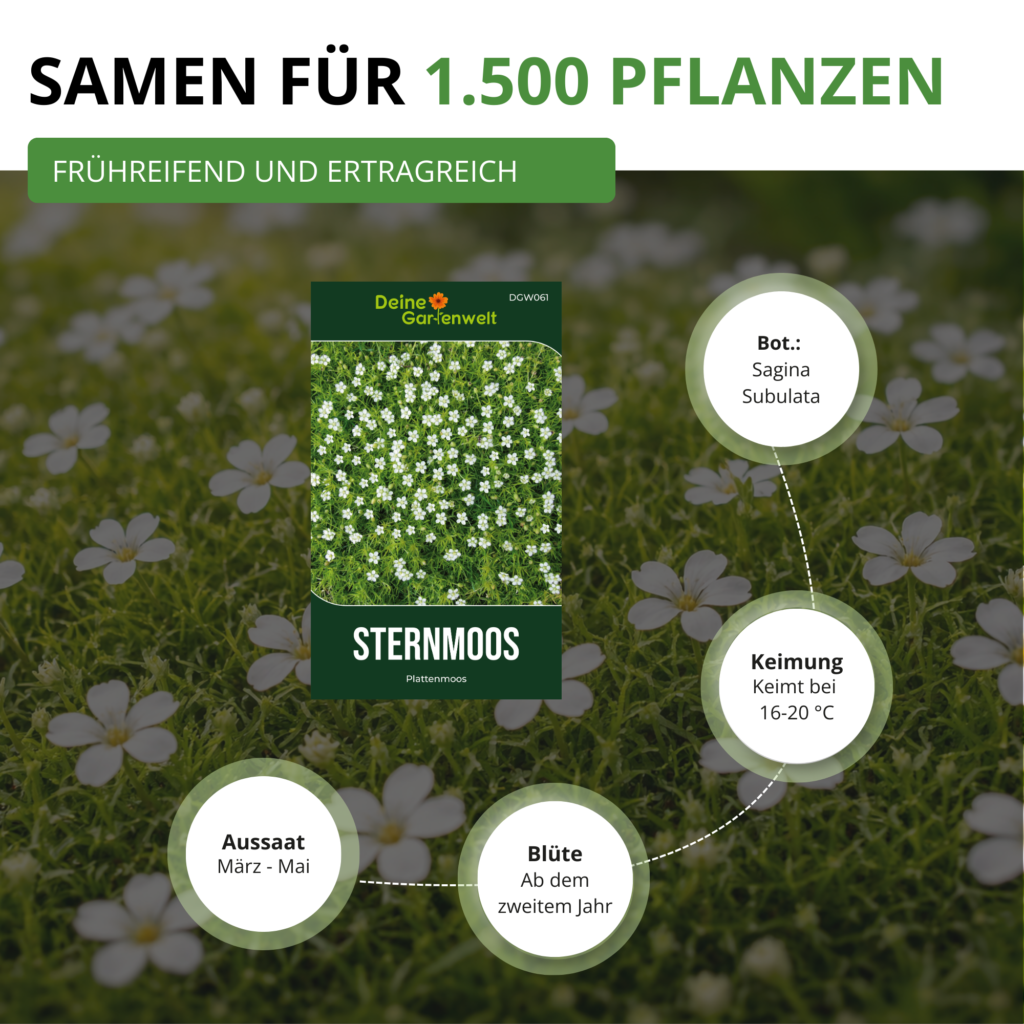 Mastkraut - Plattenmoos