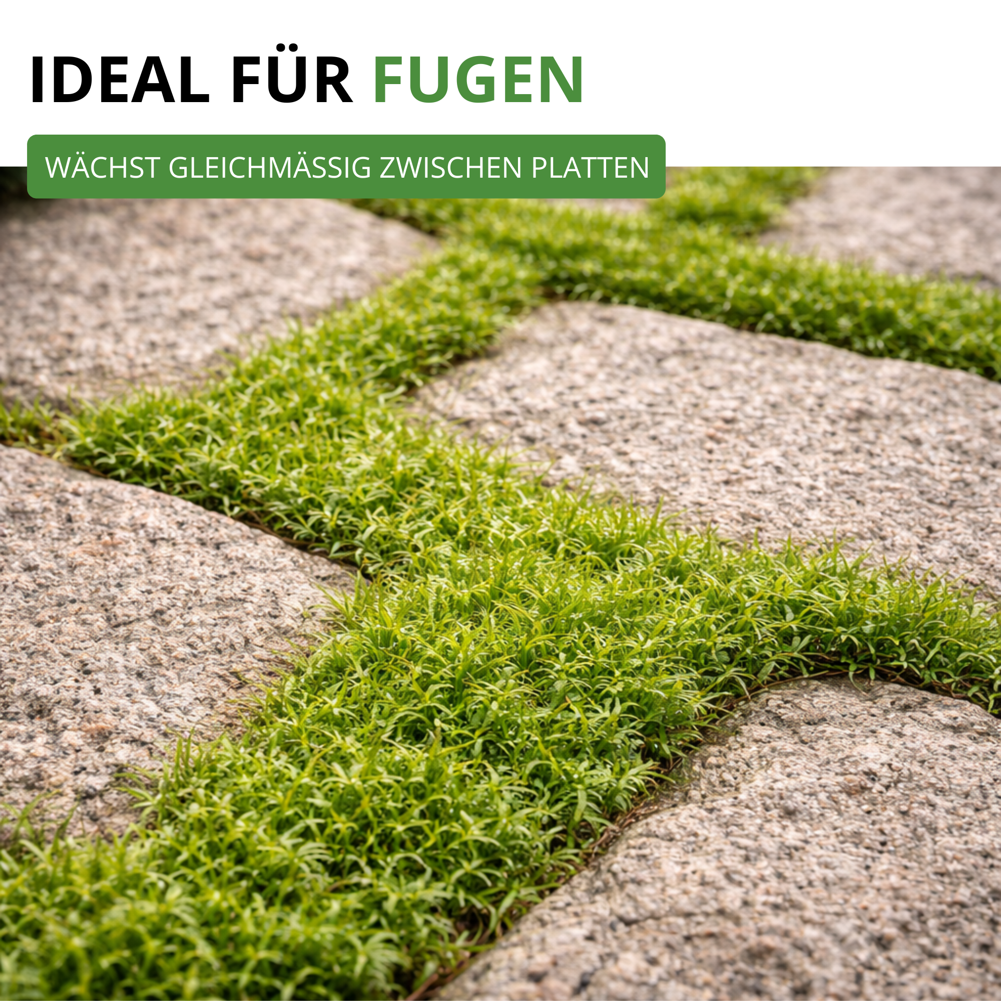 Mastkraut - Plattenmoos