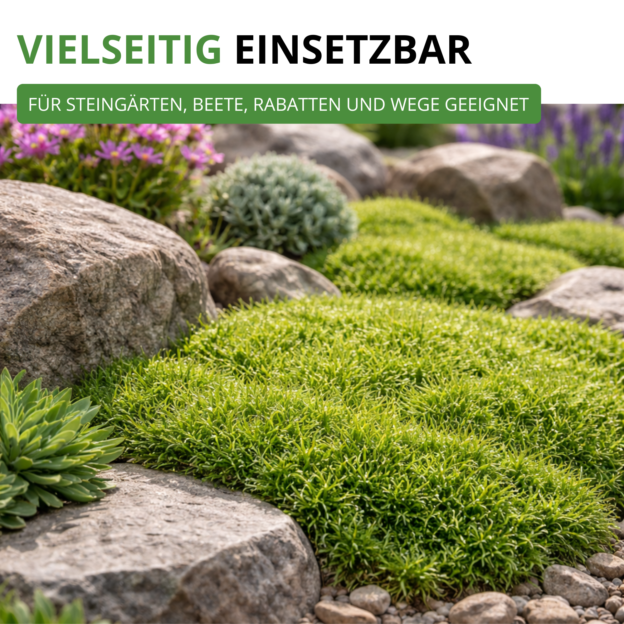 Mastkraut - Plattenmoos