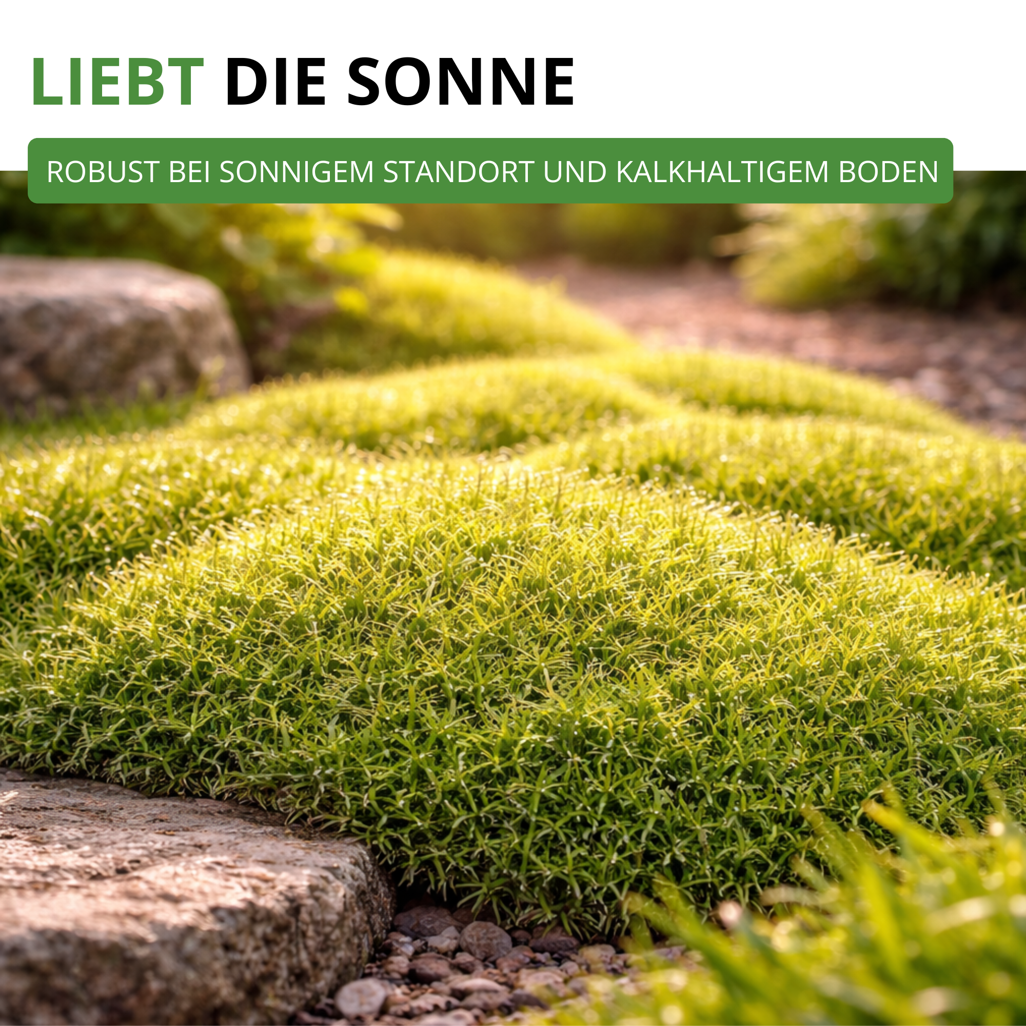 Mastkraut - Plattenmoos