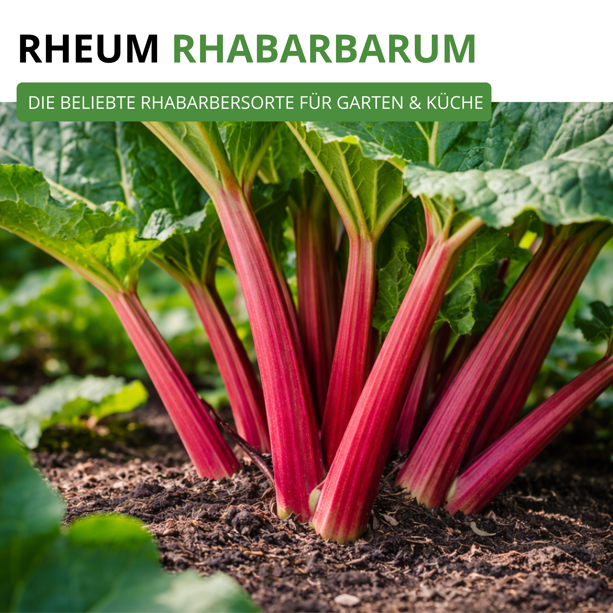 Rhabarber rot