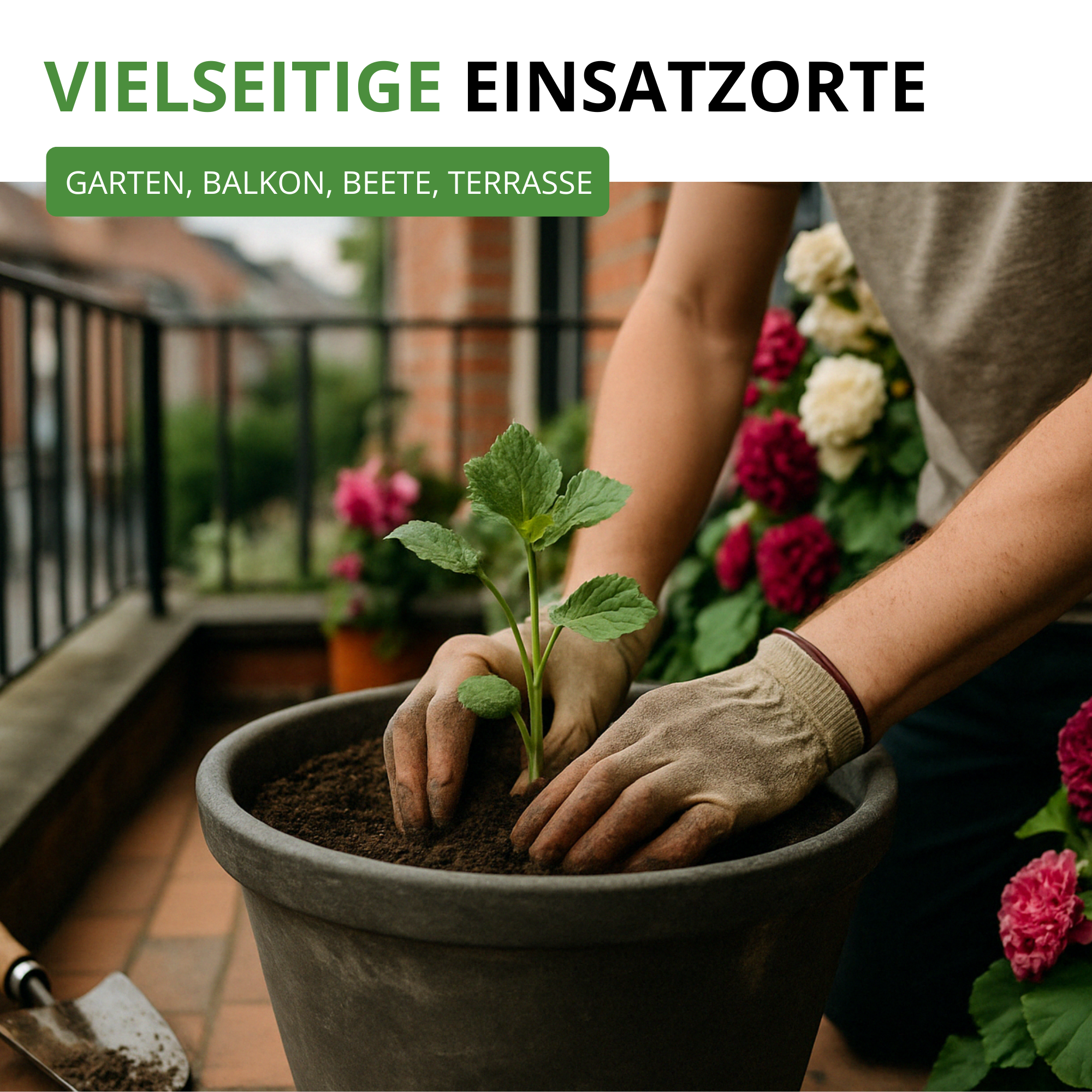 Stockrosen Prachtmischung