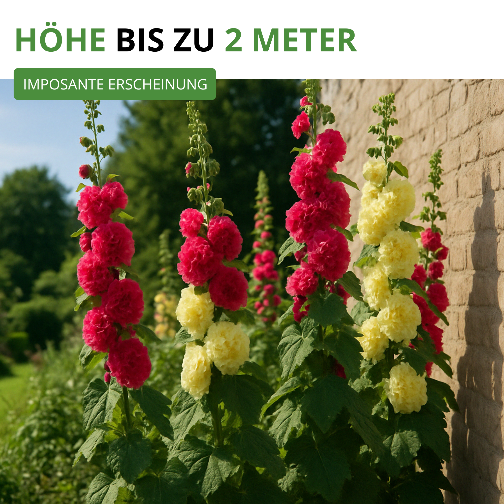 Stockrosen Prachtmischung